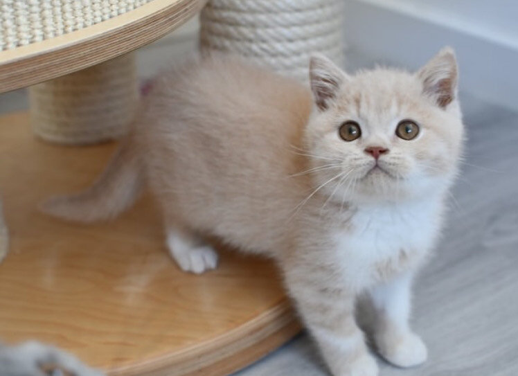 adorable male and female ragdoll kittens available image 2