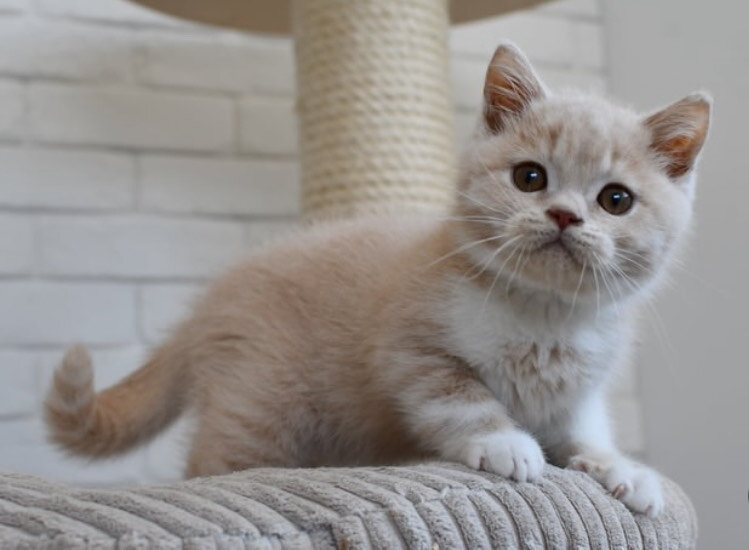 adorable male and female ragdoll kittens available image 1