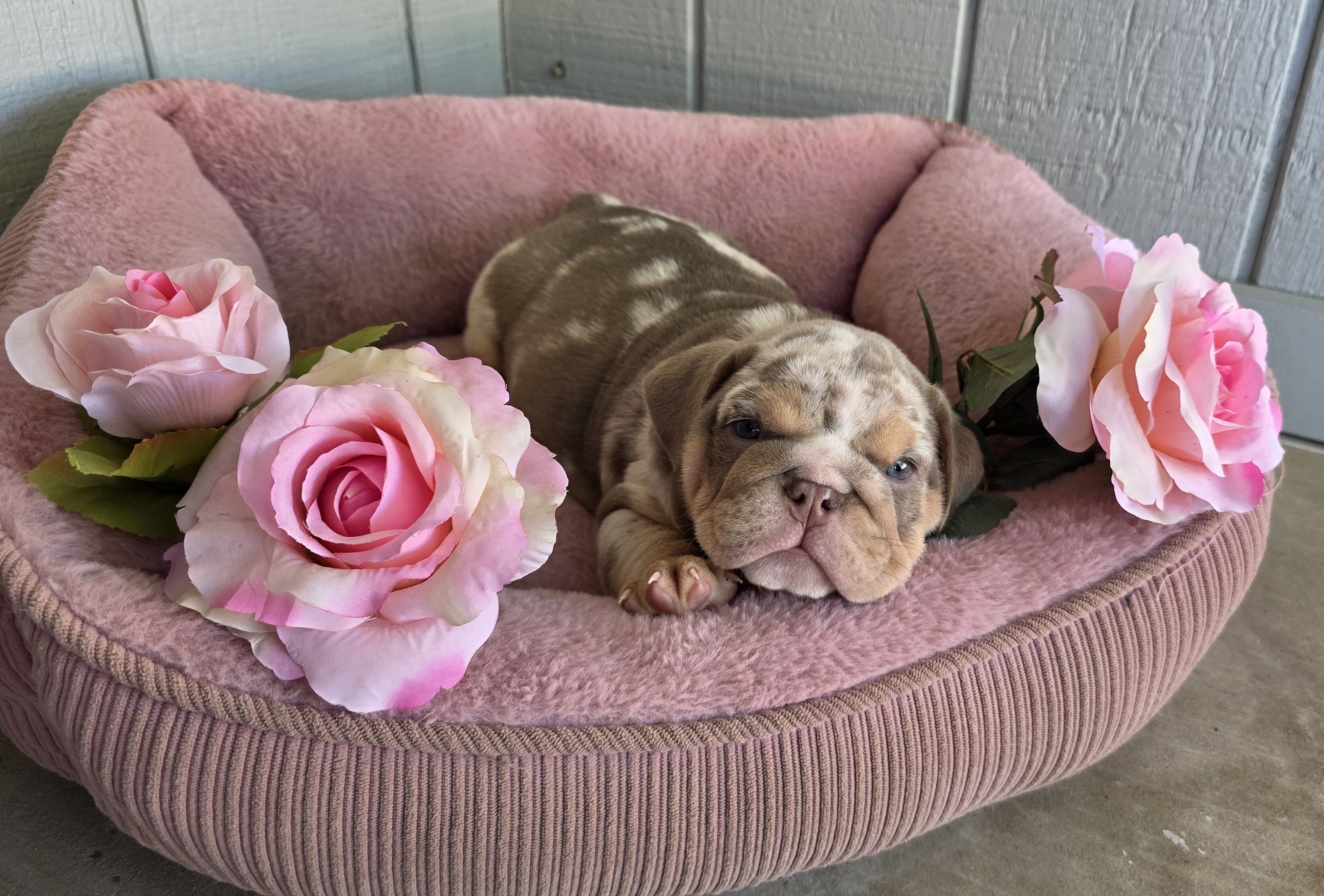 English Bulldog Puppies image 1