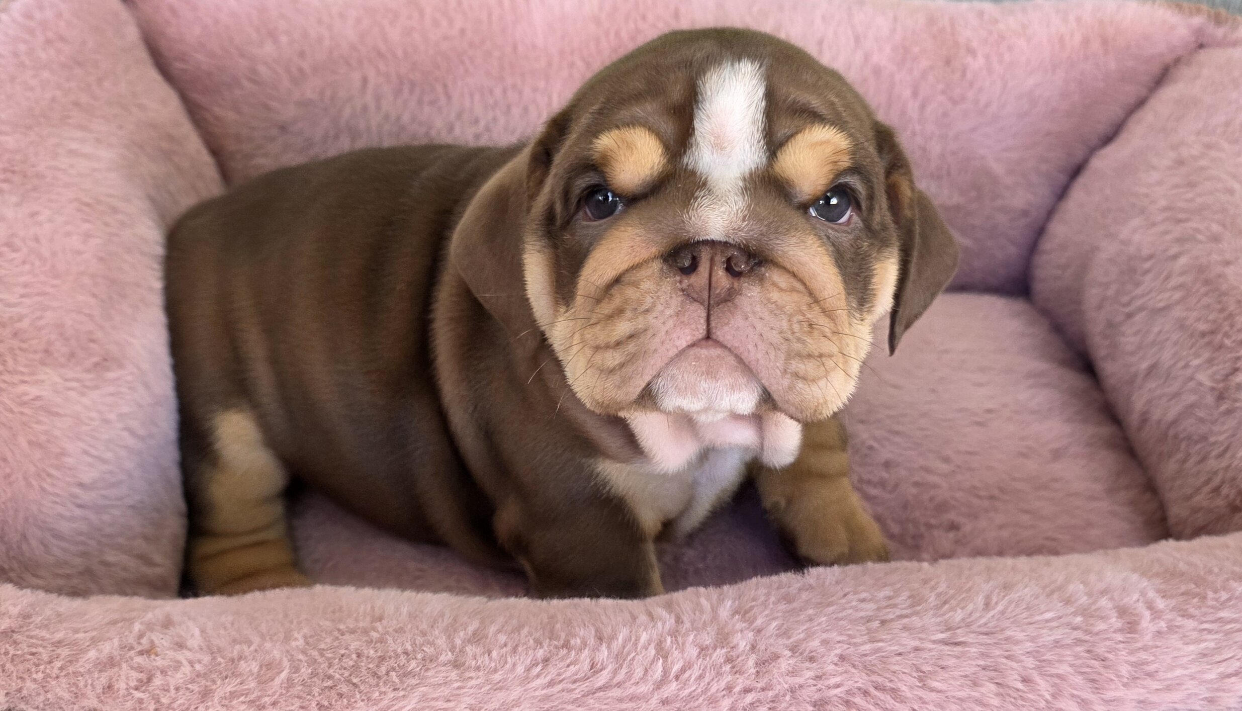 English Bulldog Puppies image 2