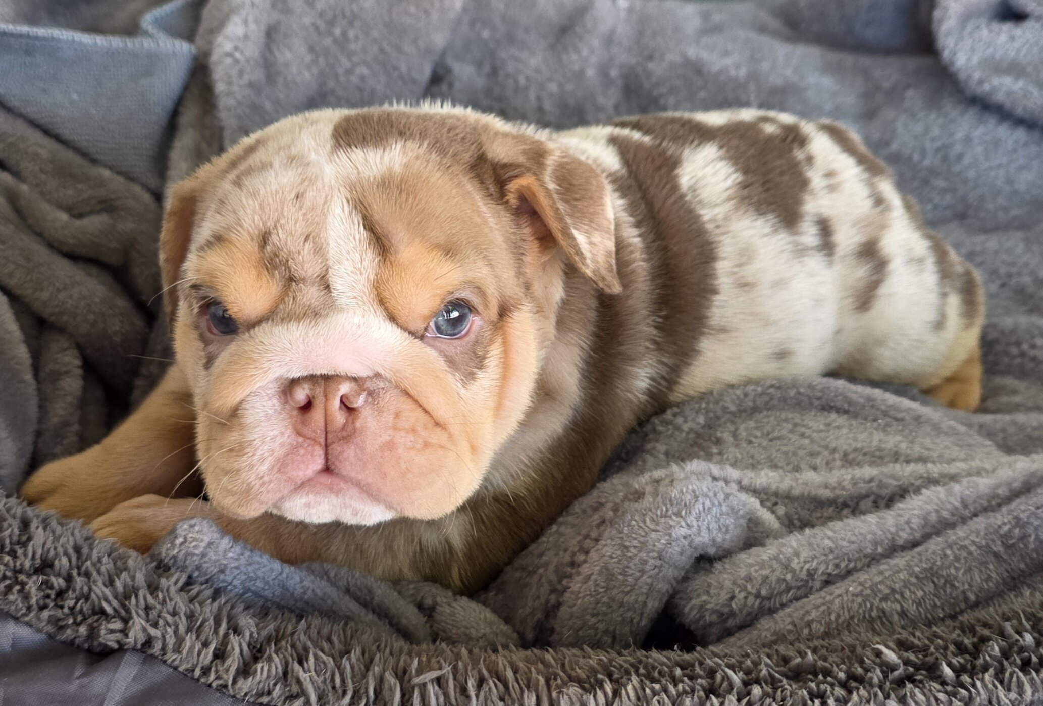 English Bulldog Puppies image 3