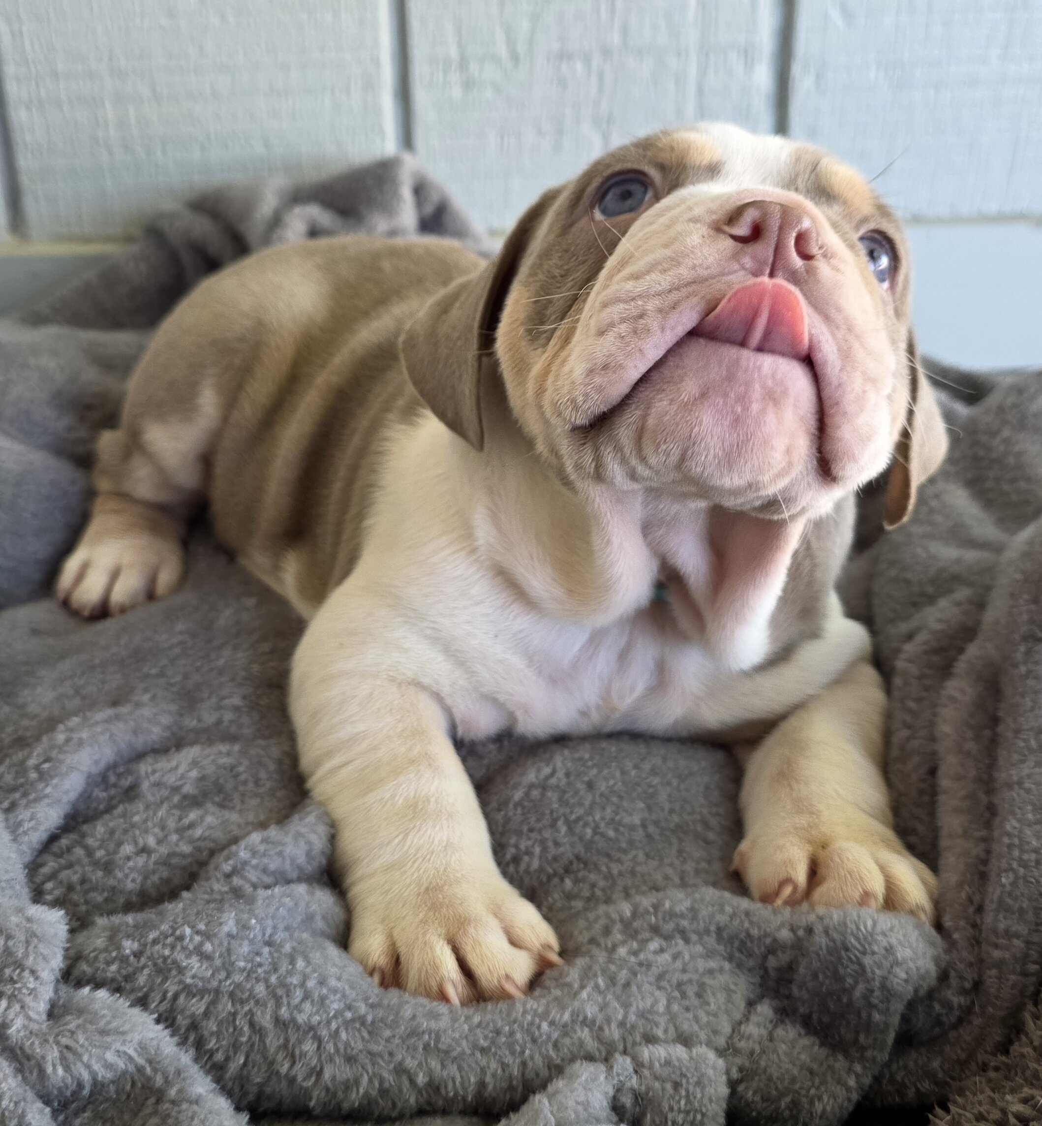 English Bulldog Puppies image 4