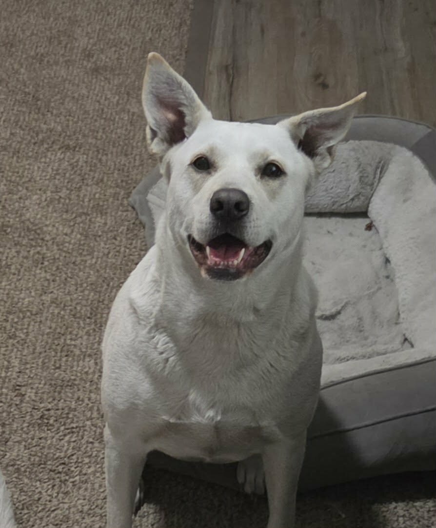 Husky/ German Shepherd dog Mix image 3