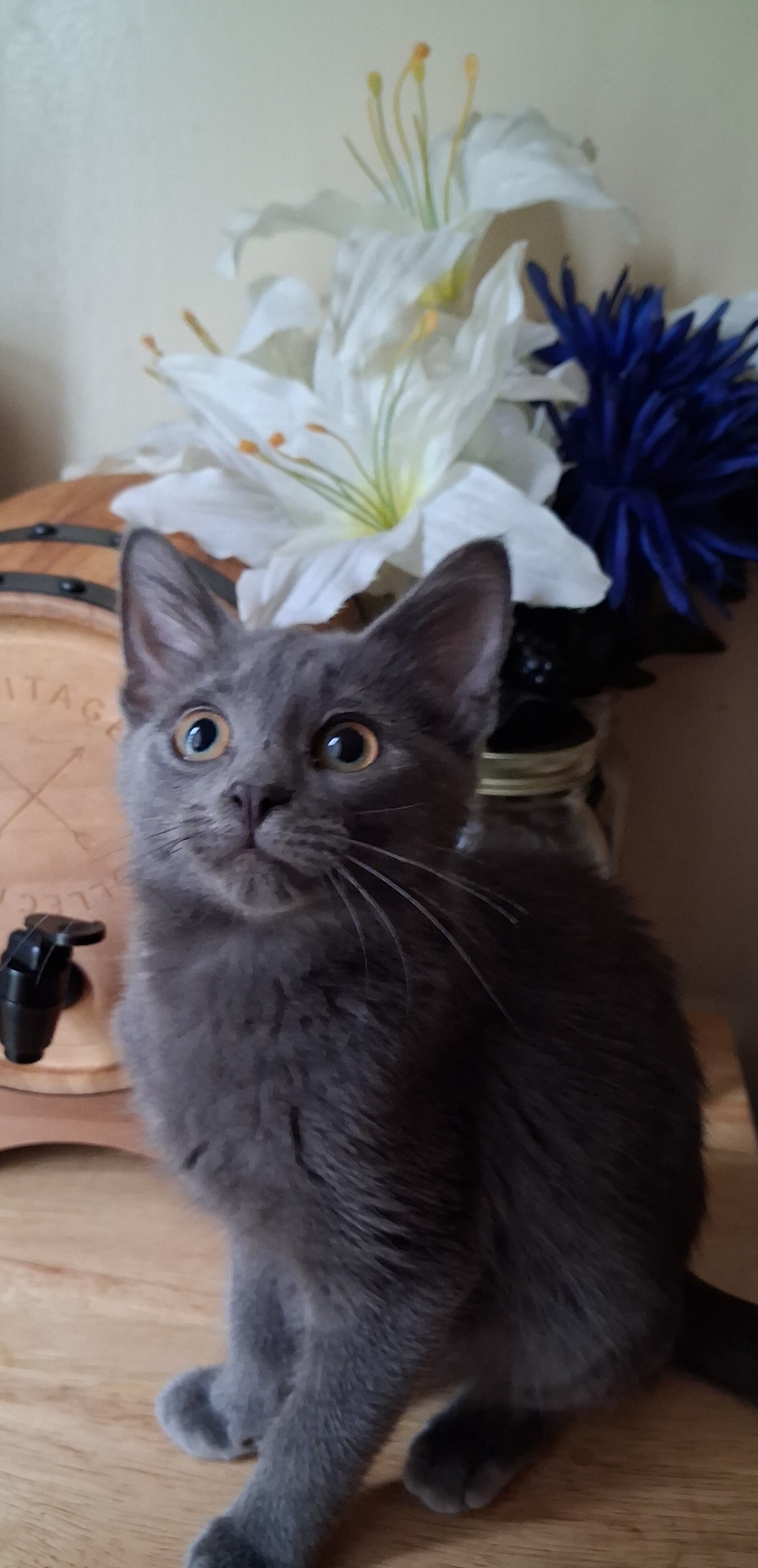 Kittens need loving homes image 4