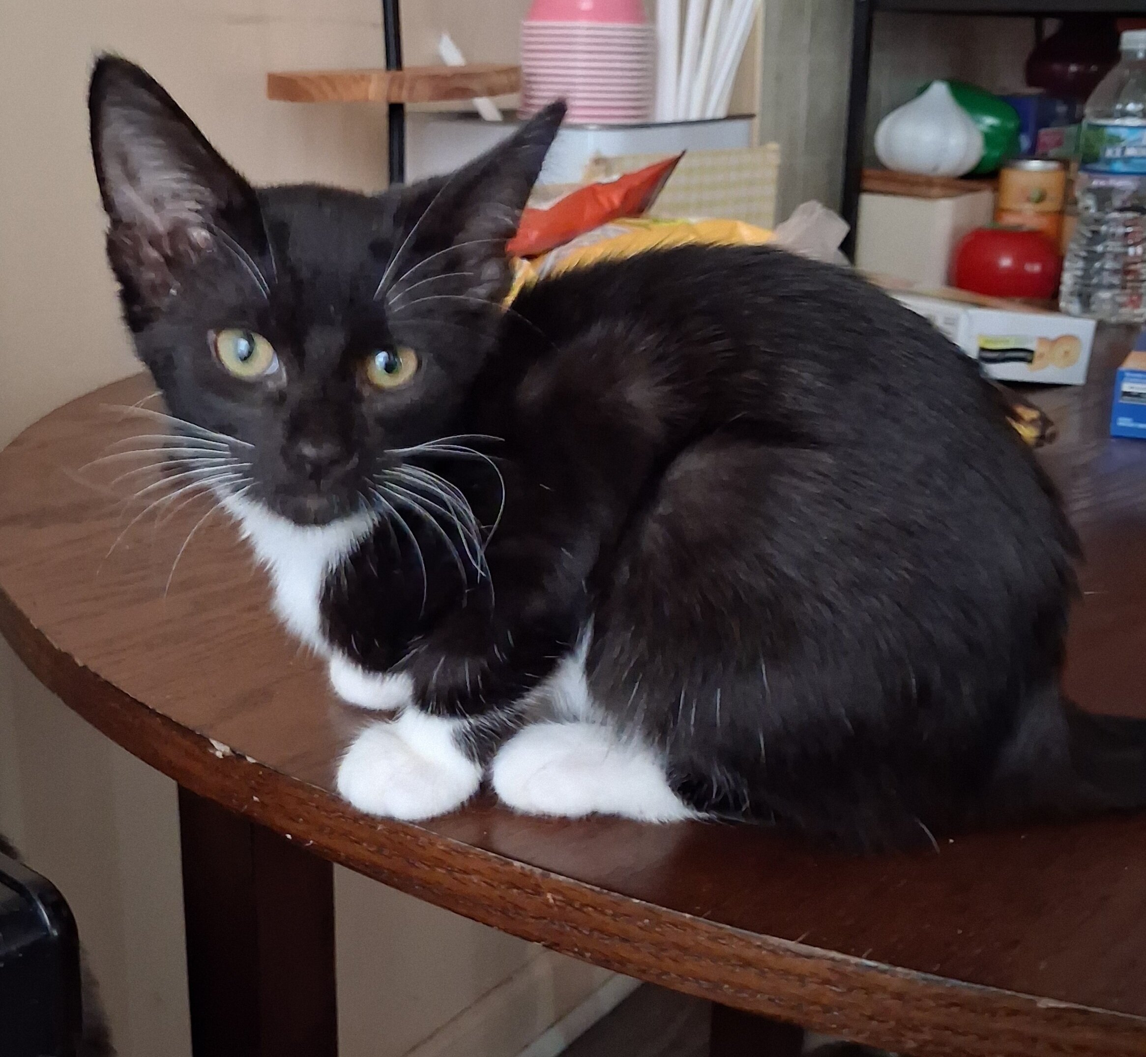 Kittens need loving homes image 2