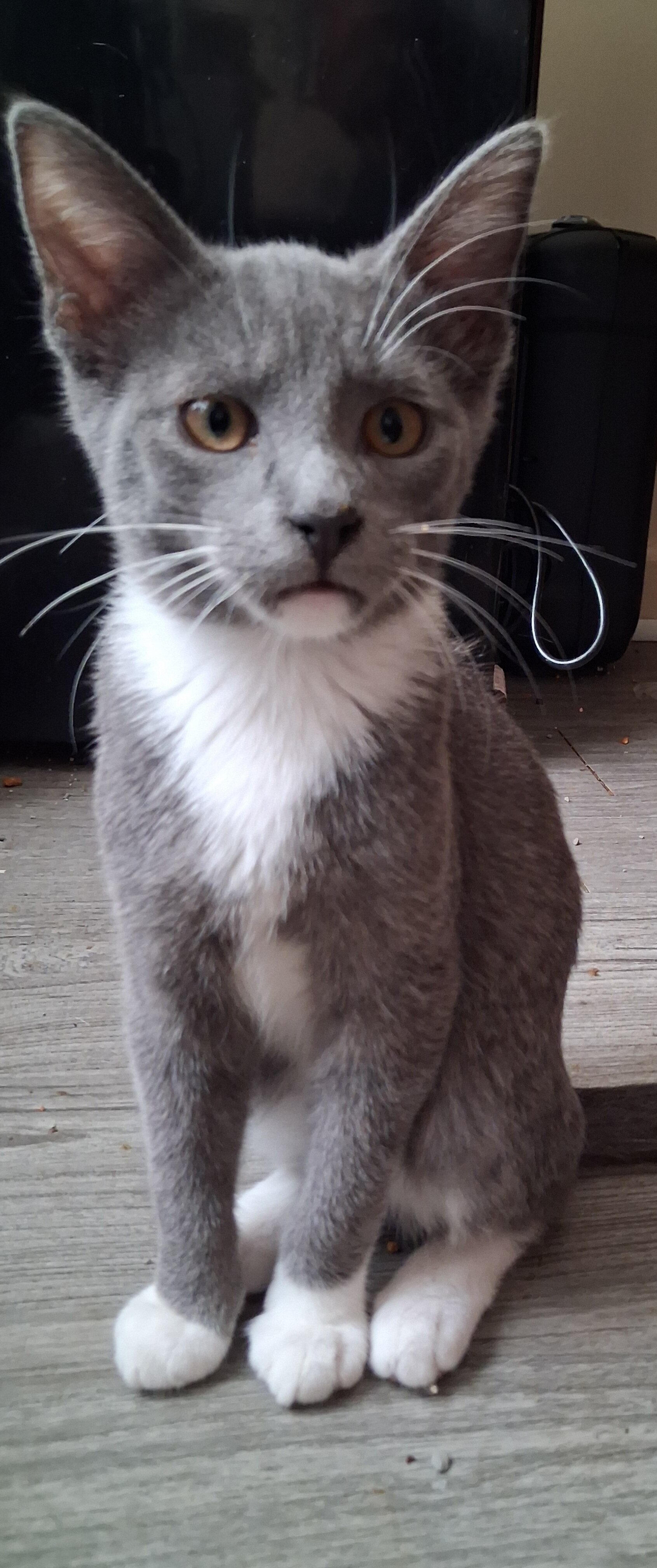Kittens need loving homes image 3