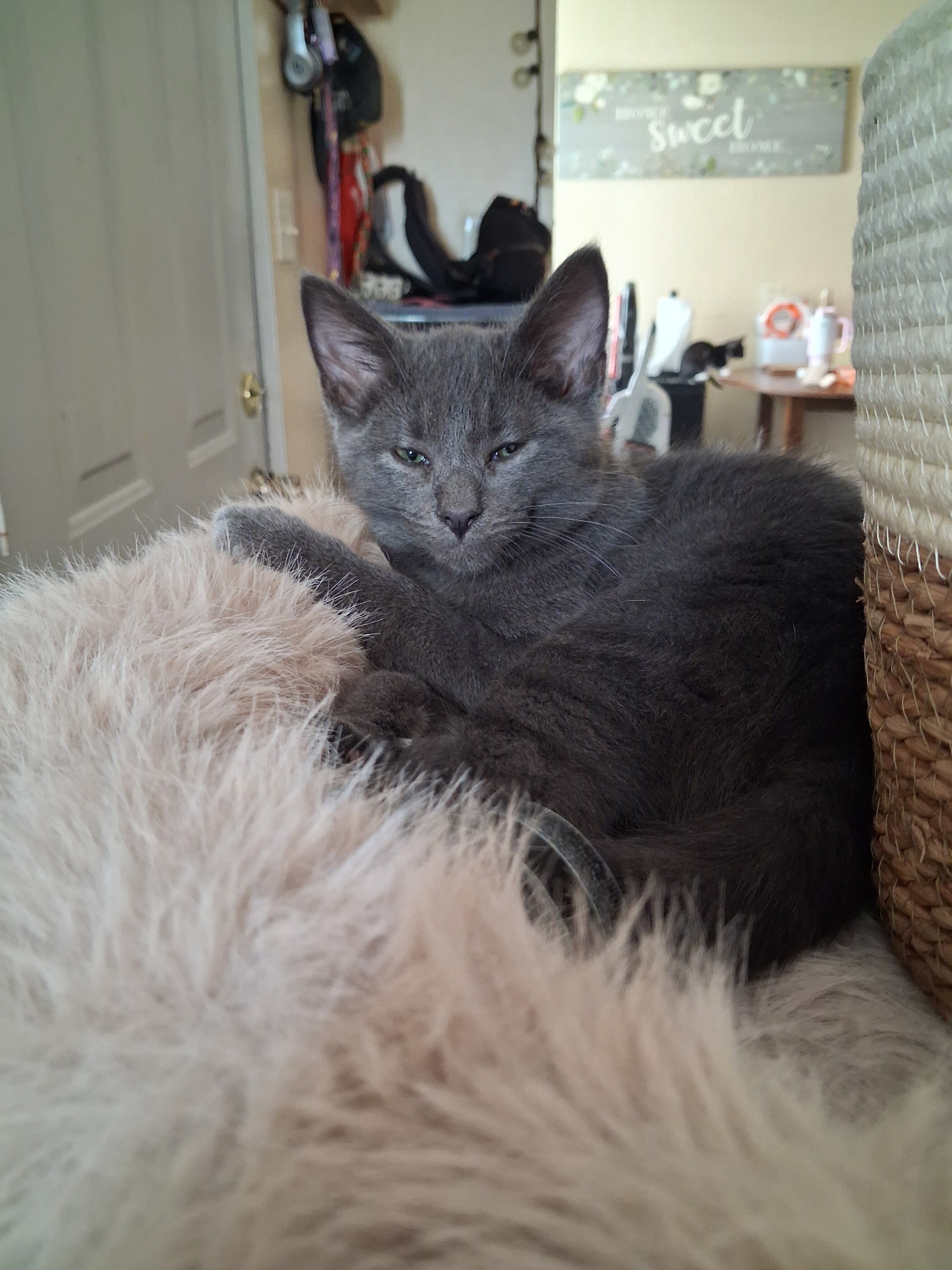 Kittens need loving homes image 5