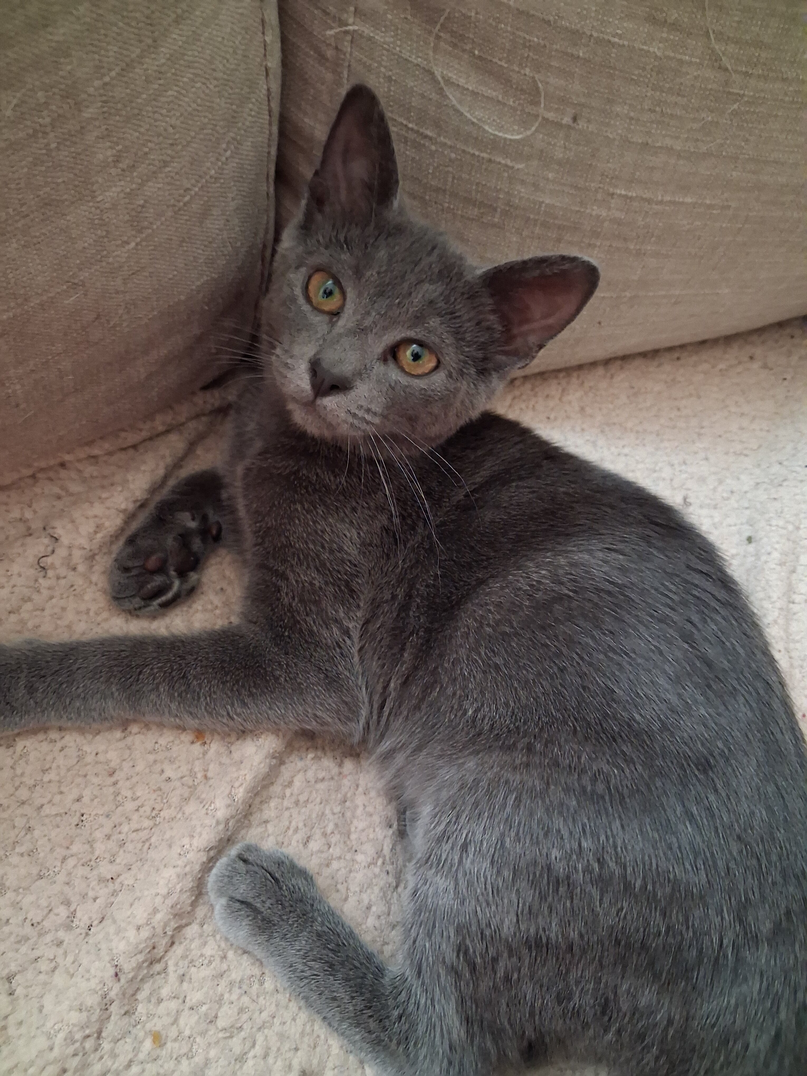 Kittens need loving homes image 1