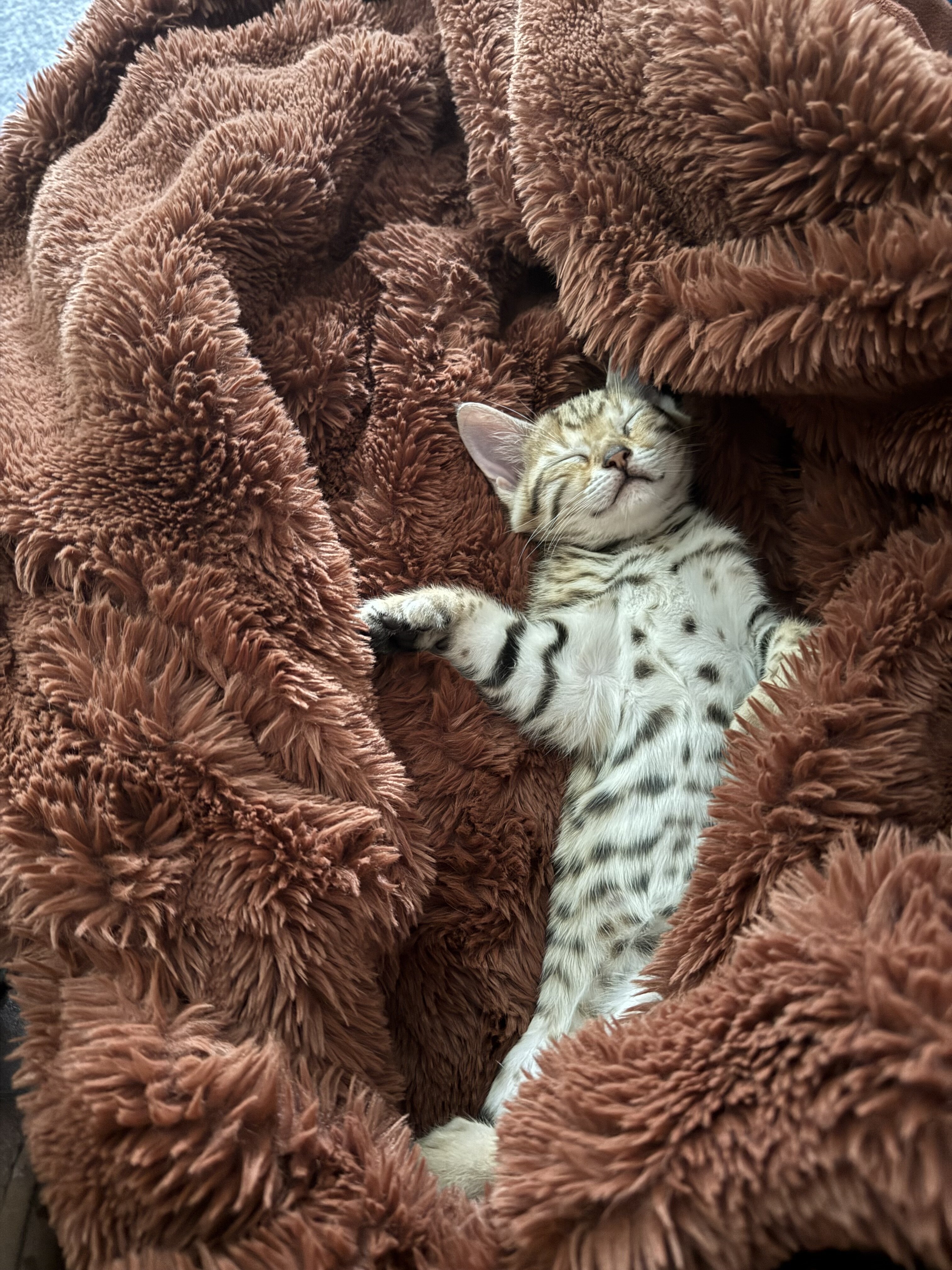 Bengal kittens image 3