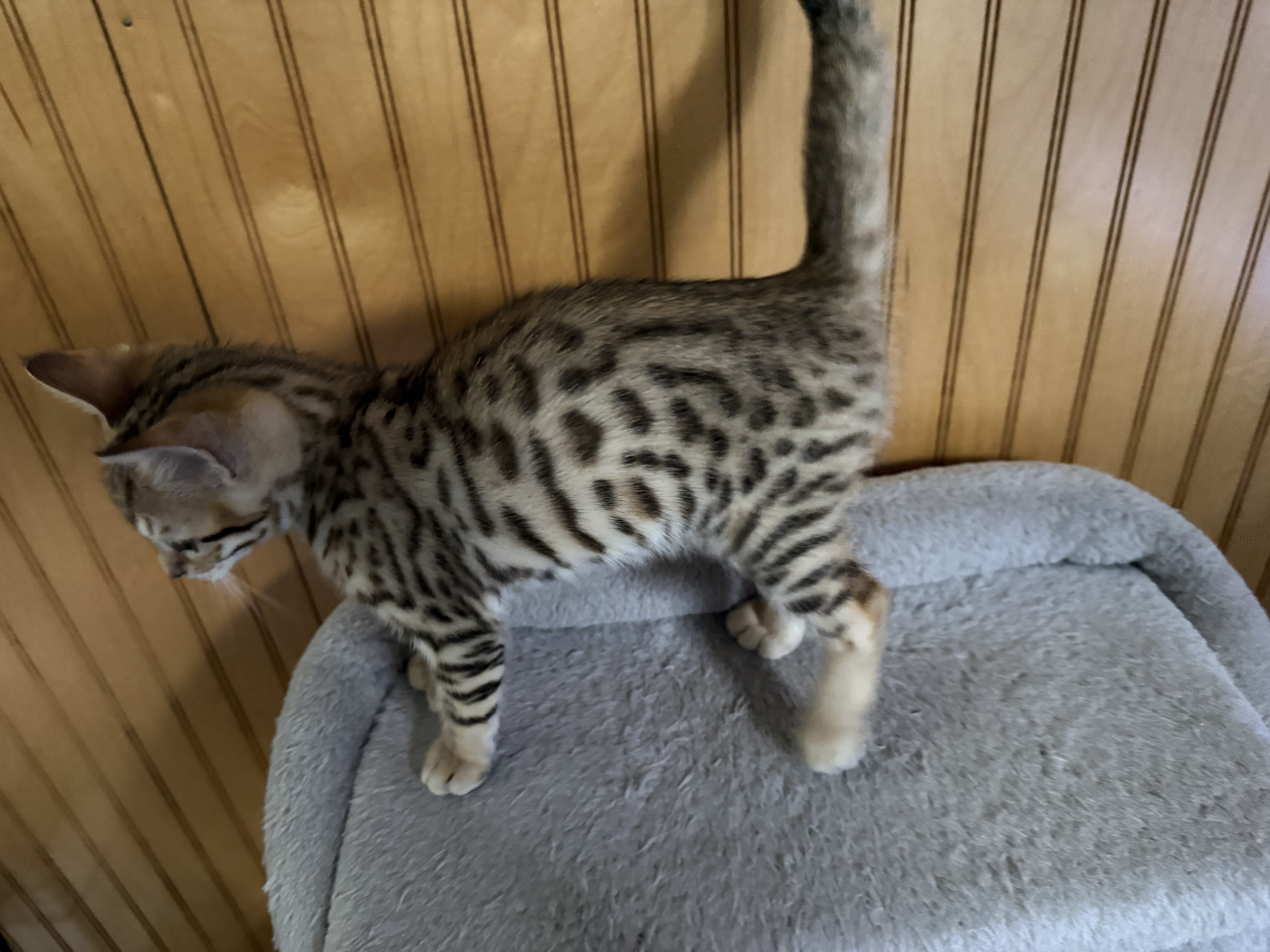 Bengal kittens image 5