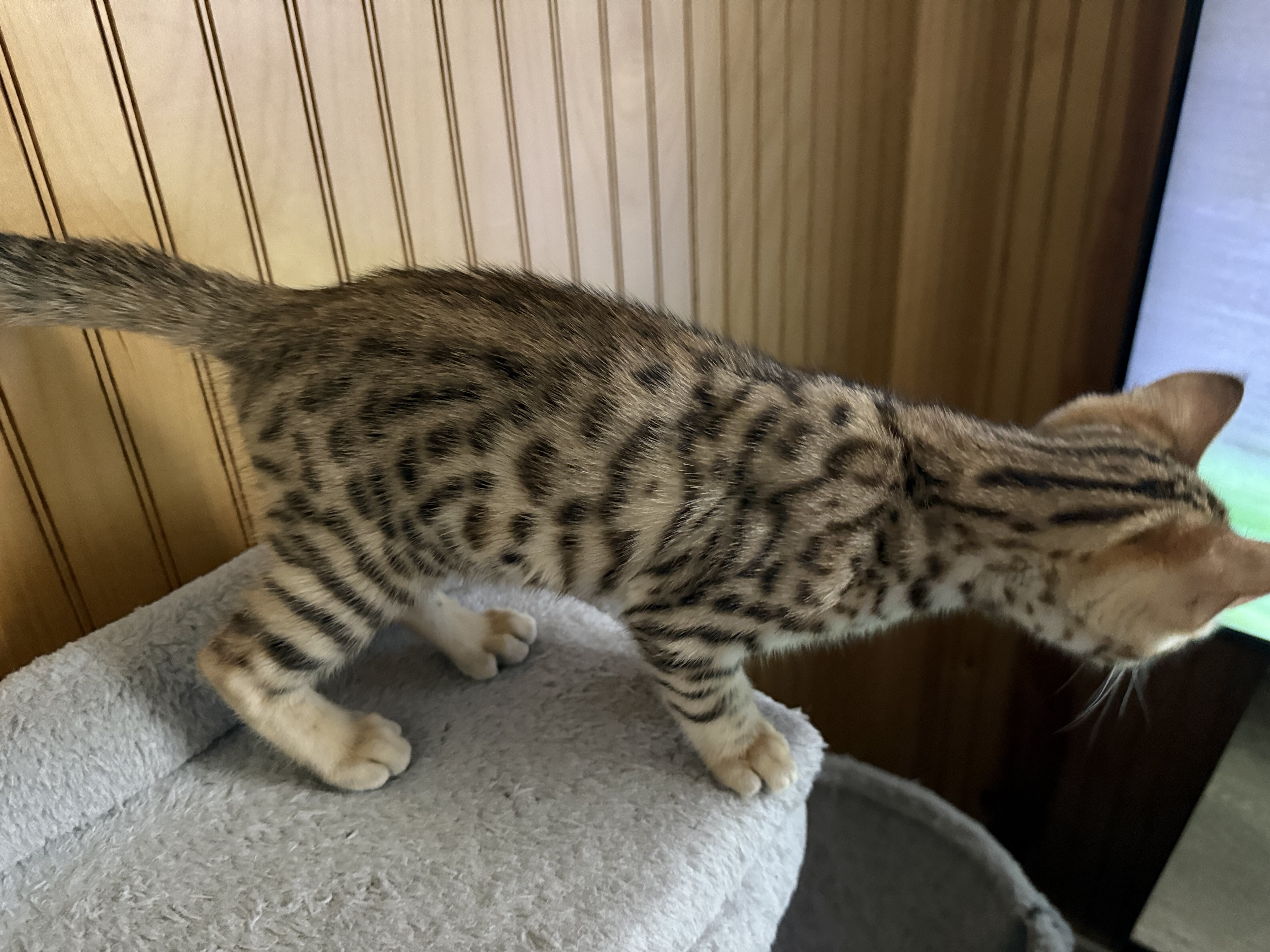Bengal kittens image 6