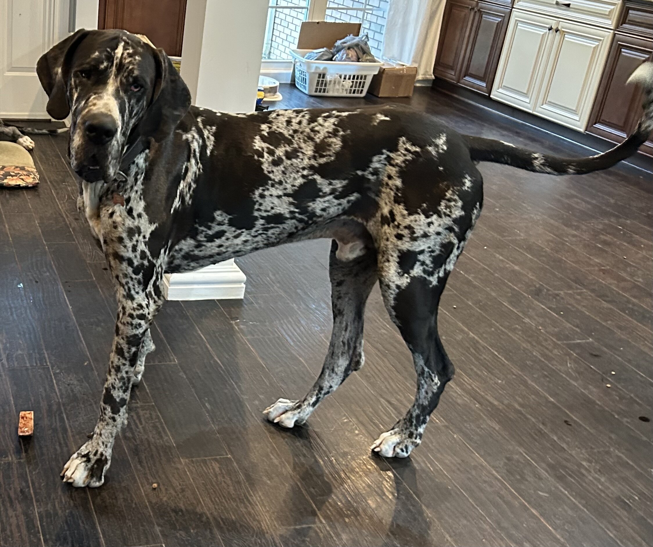Great Dane Pups image 10