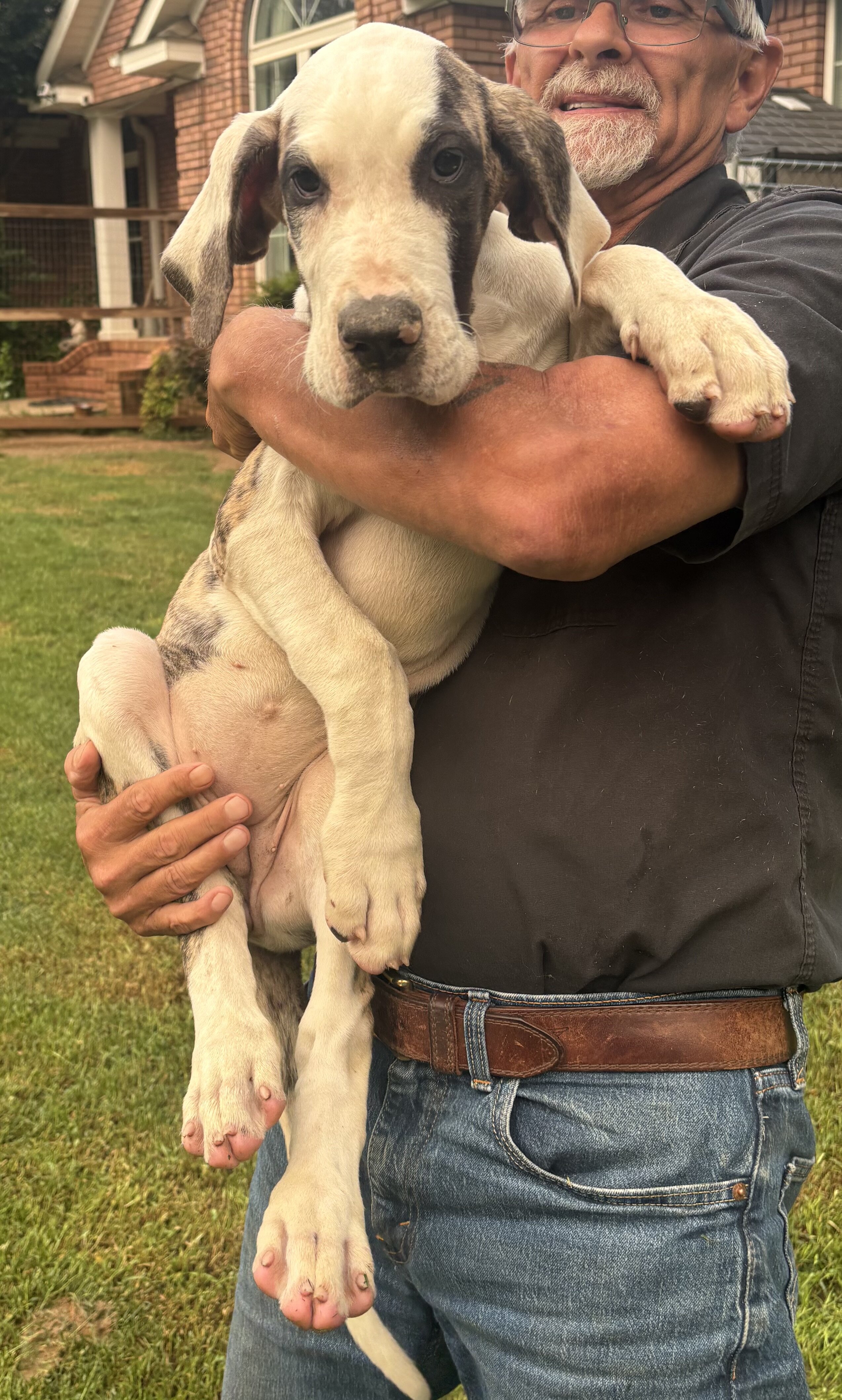 Great Dane Pups image 2