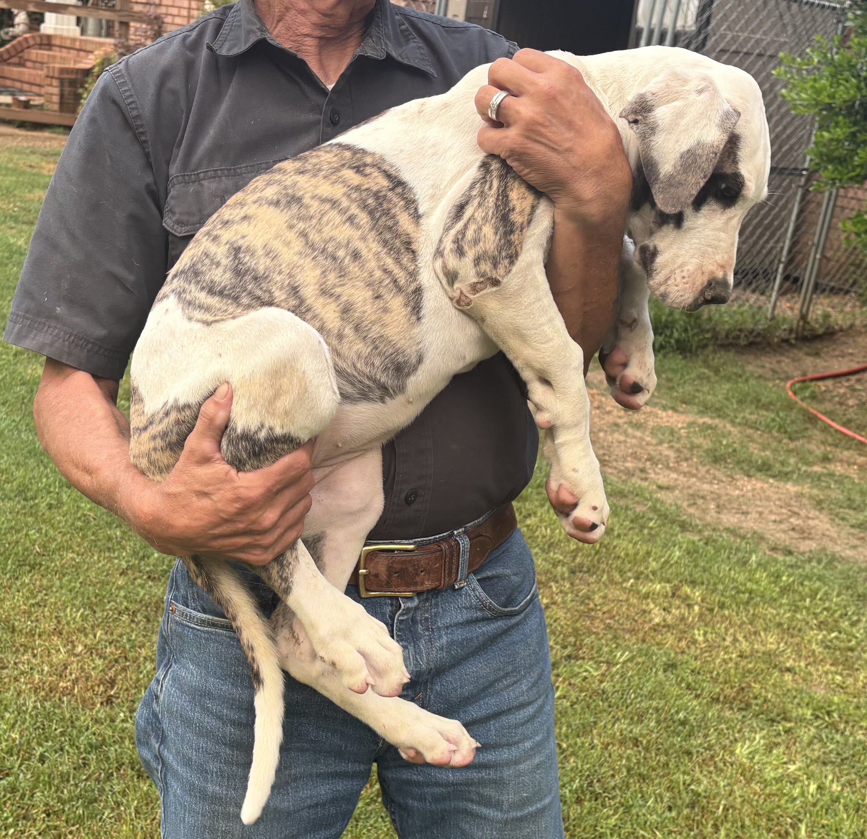 Great Dane Pups image 3