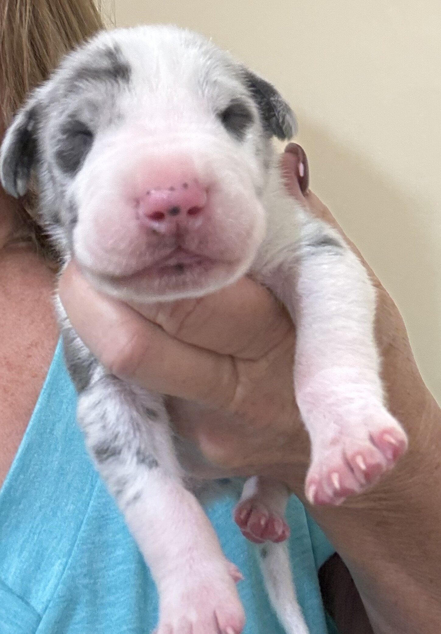 Great Dane Pups image 1