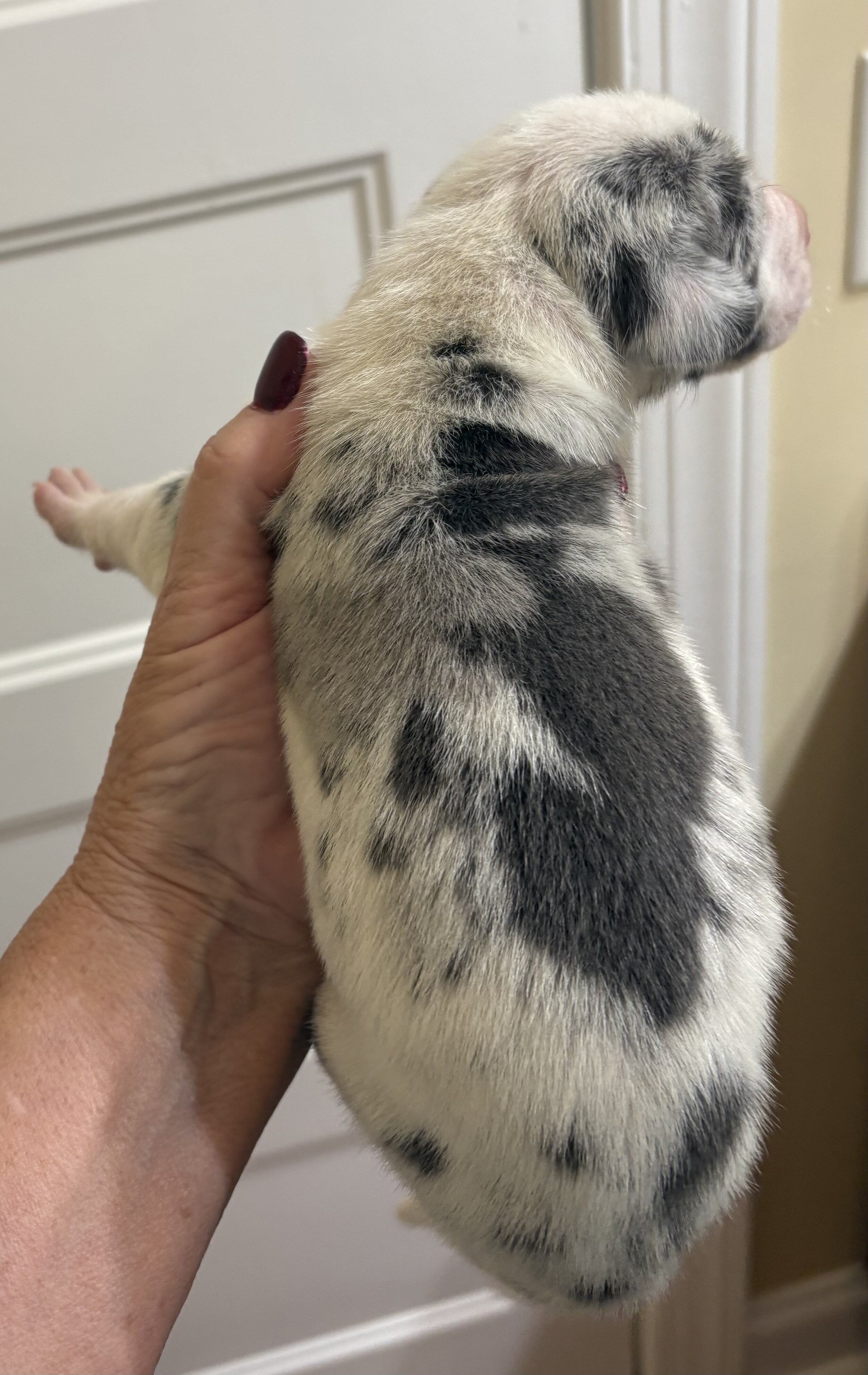 Great Dane Pups image 4