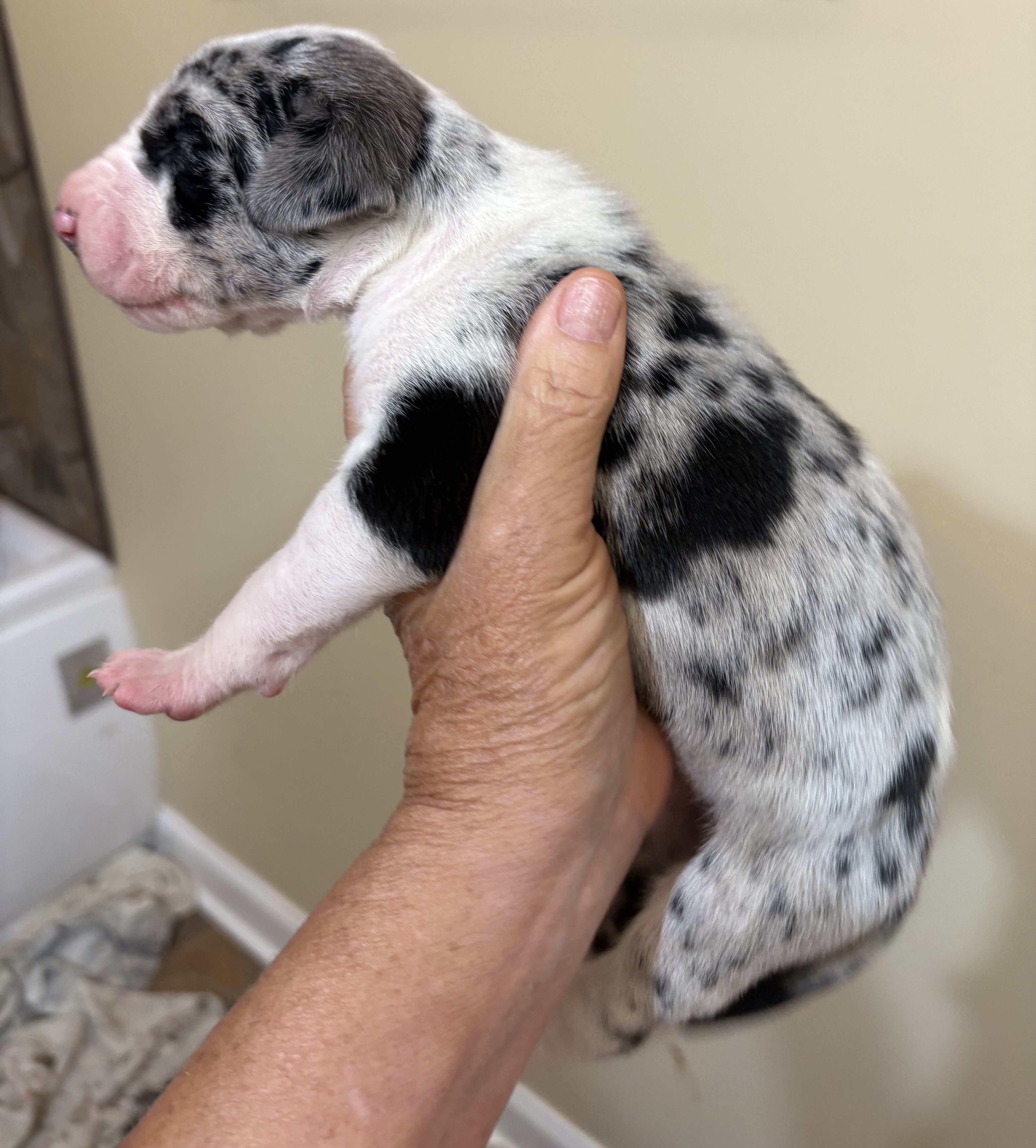 Great Dane Pups image 6