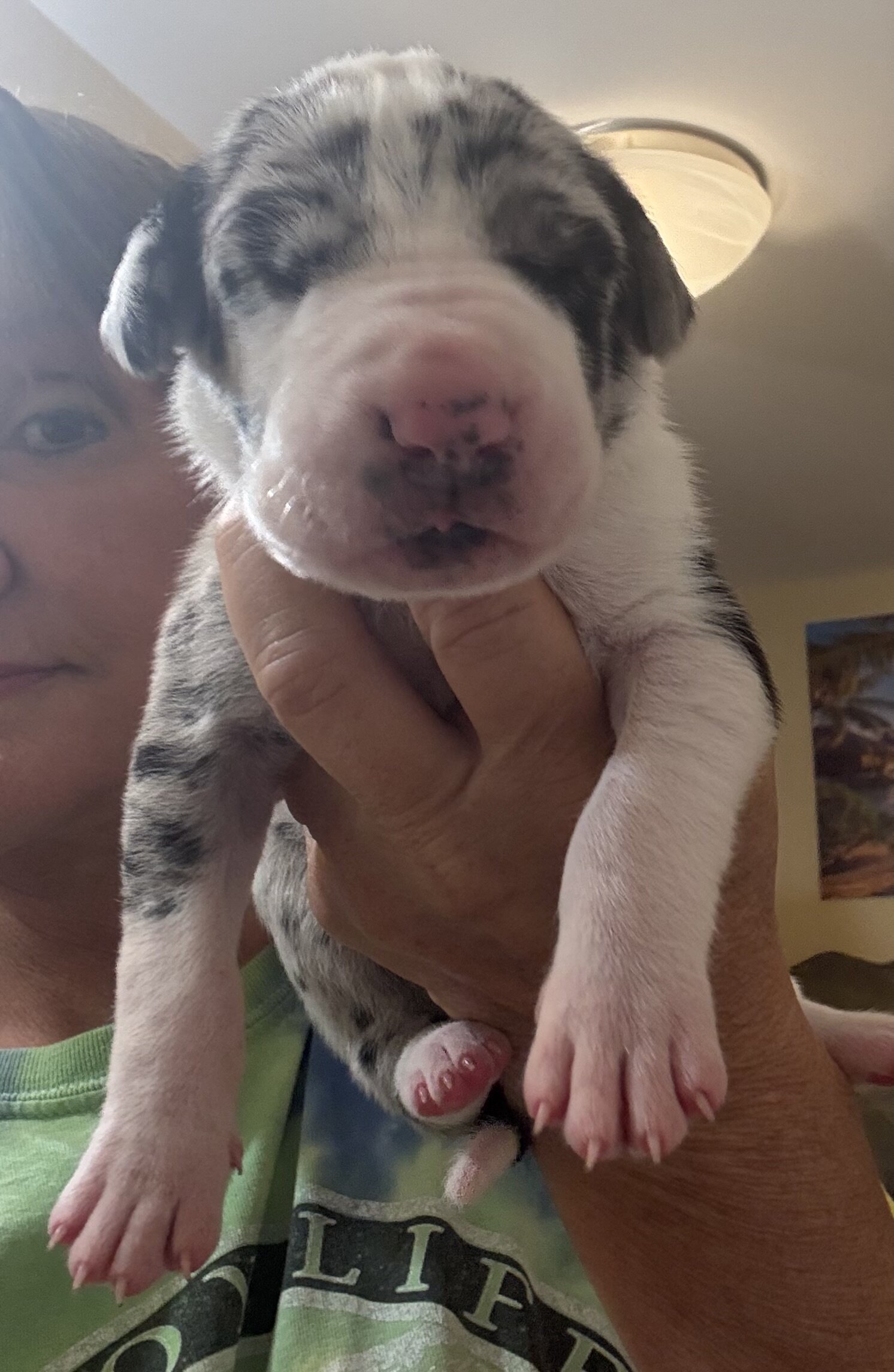 Great Dane Pups image 5