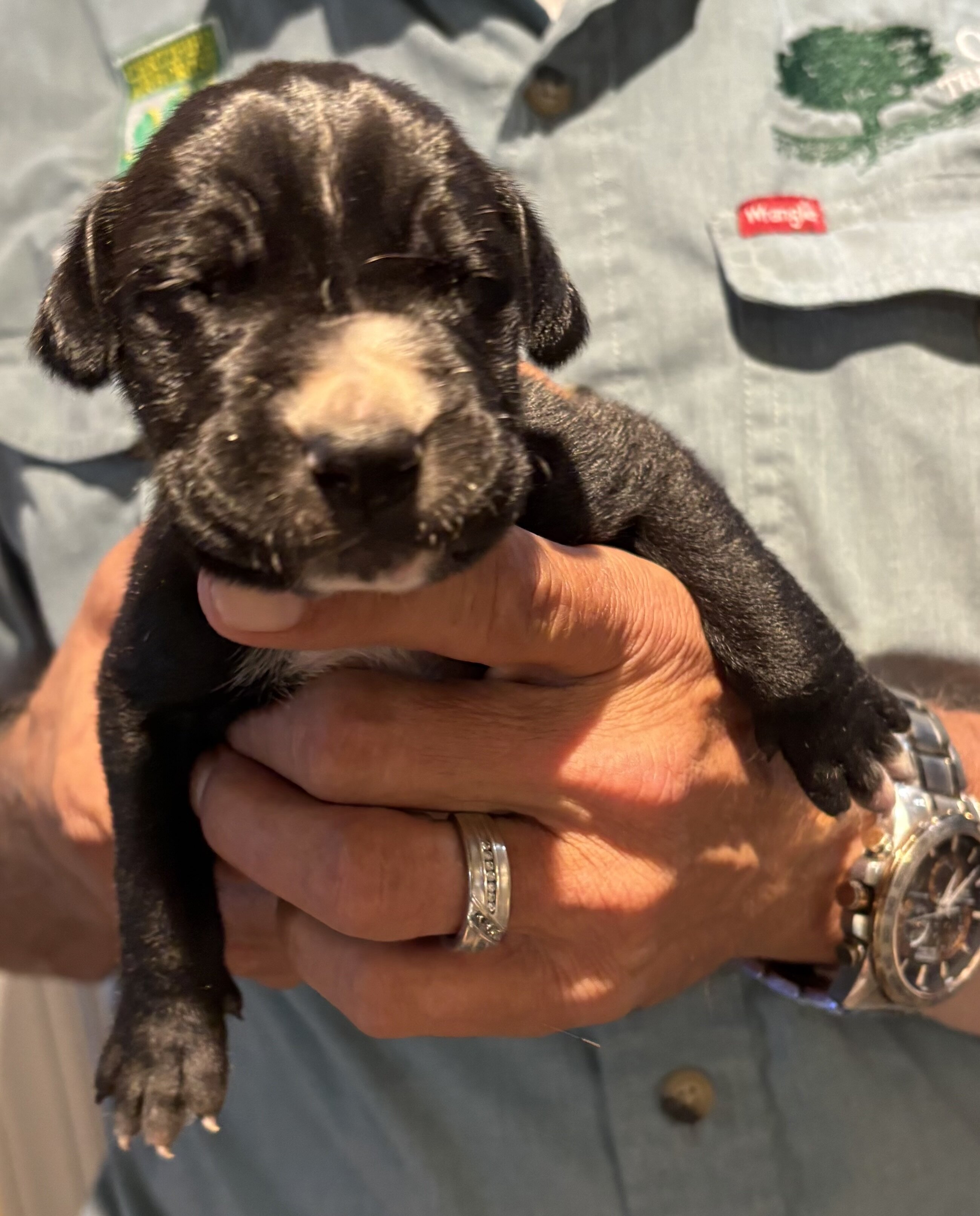 Great Dane Pups image 7