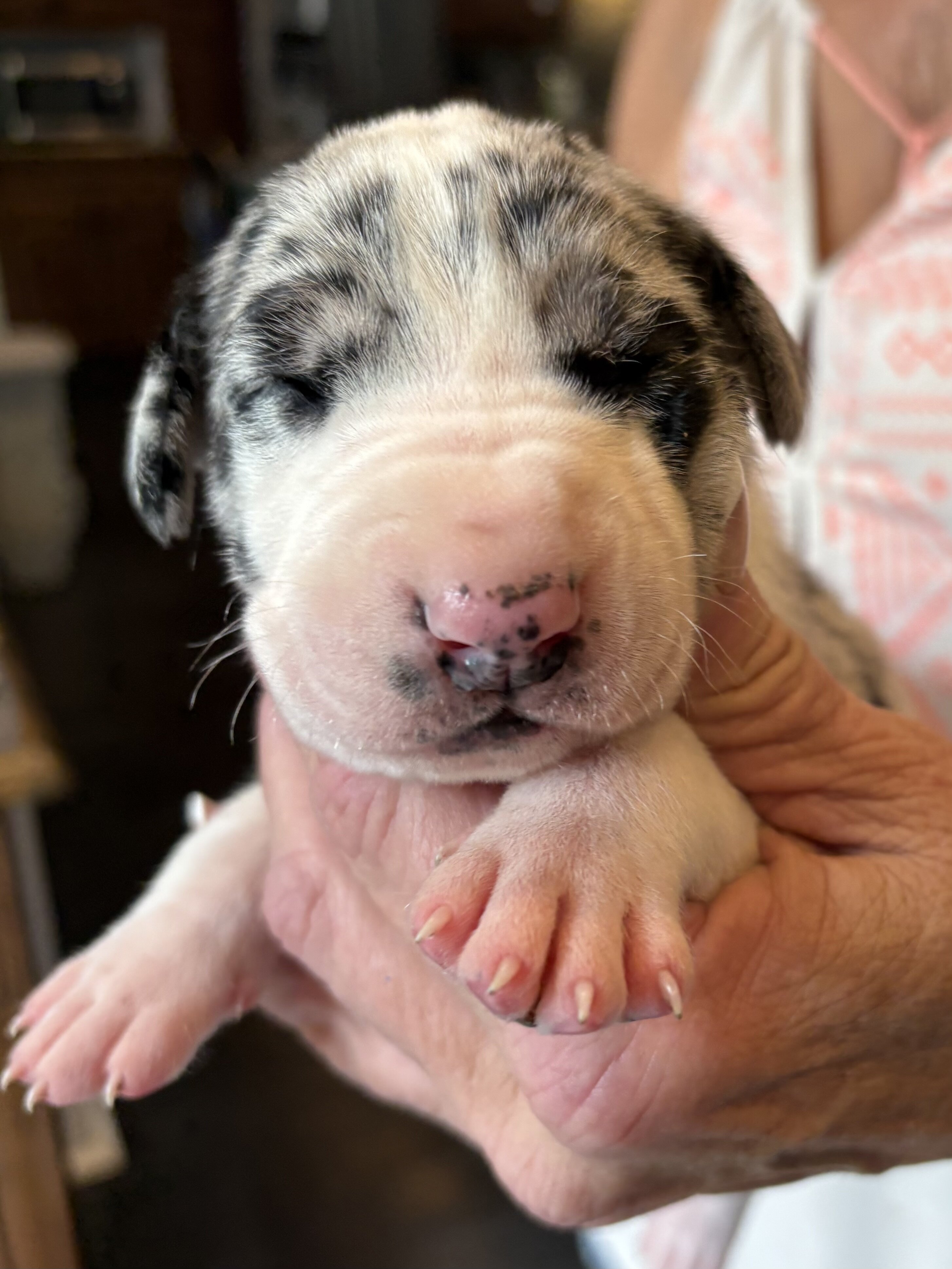 Great Dane Pups image 8