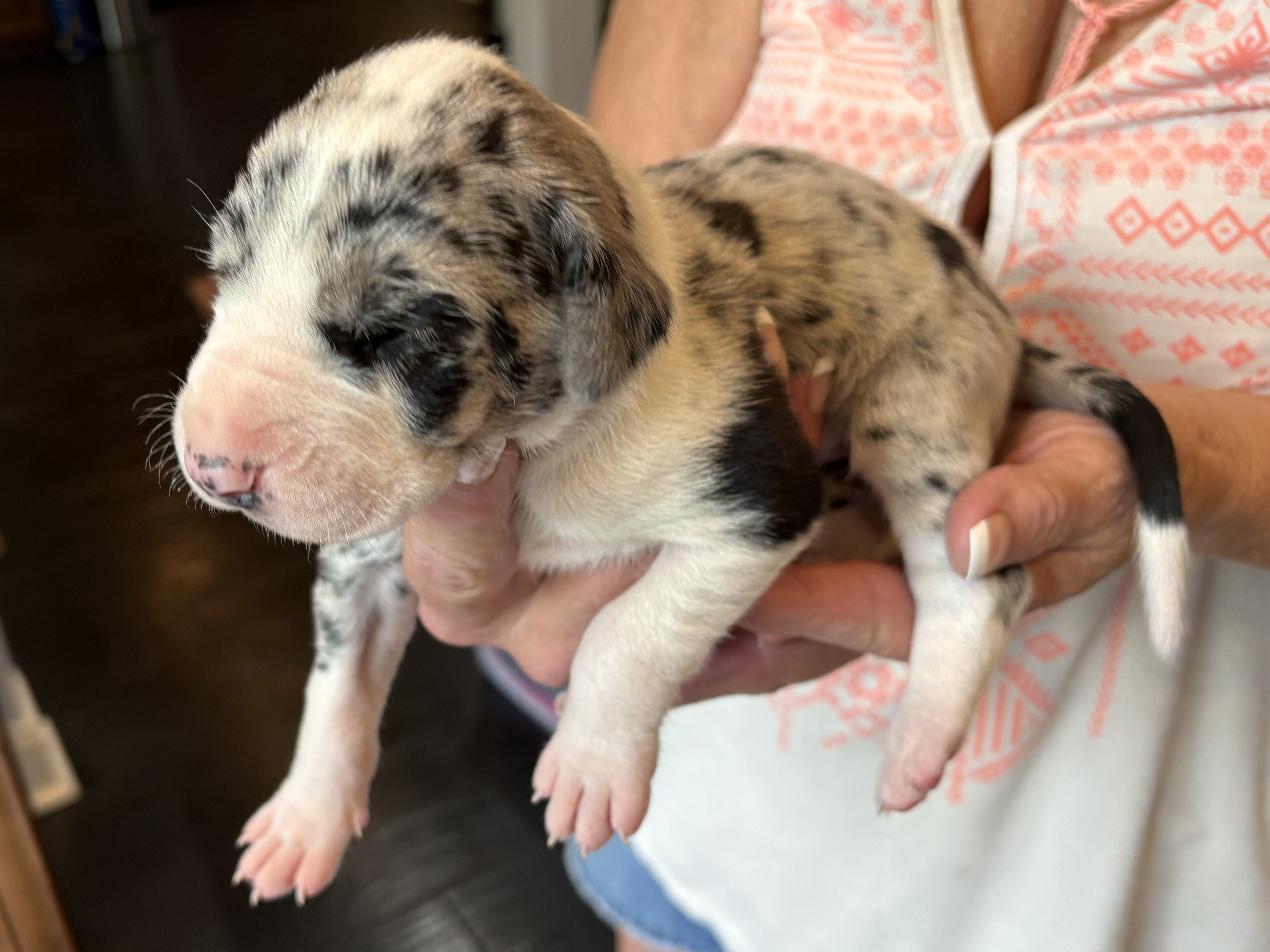 Great Dane Pups image 9