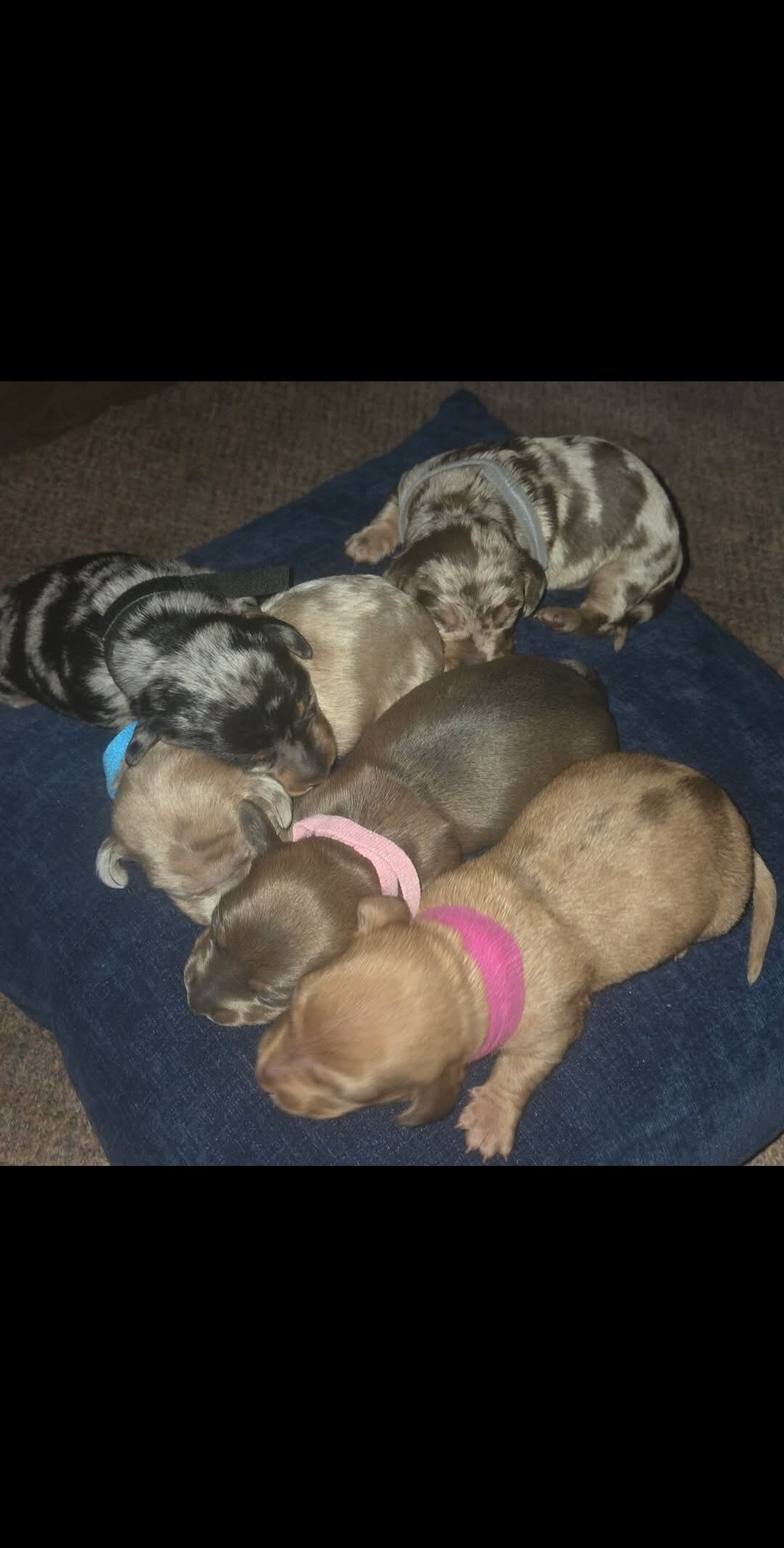 Mini dachshund puppies image 5
