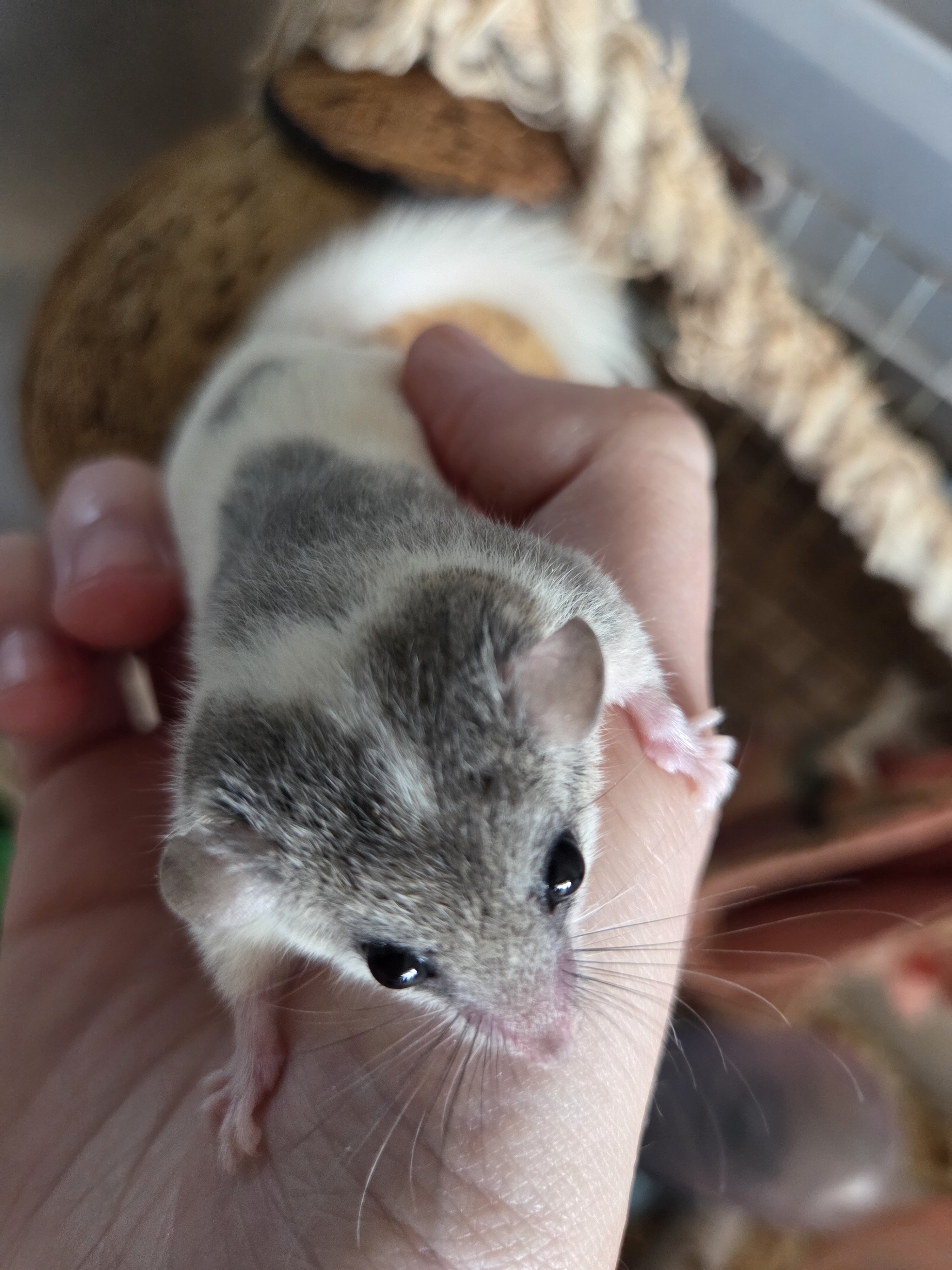 Pied dormice (micro squirrels) image 2