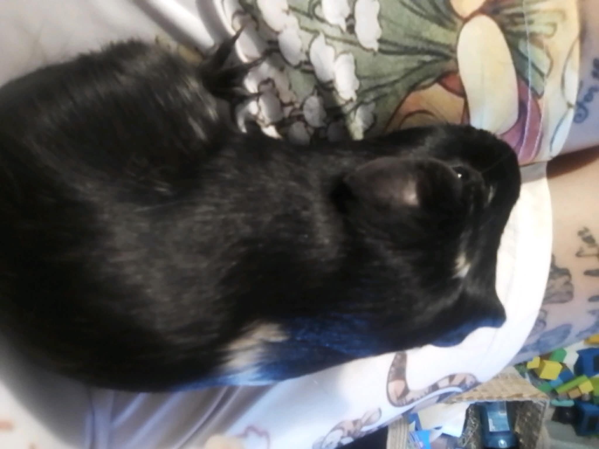 Rehoming Guinea Pigs image 2