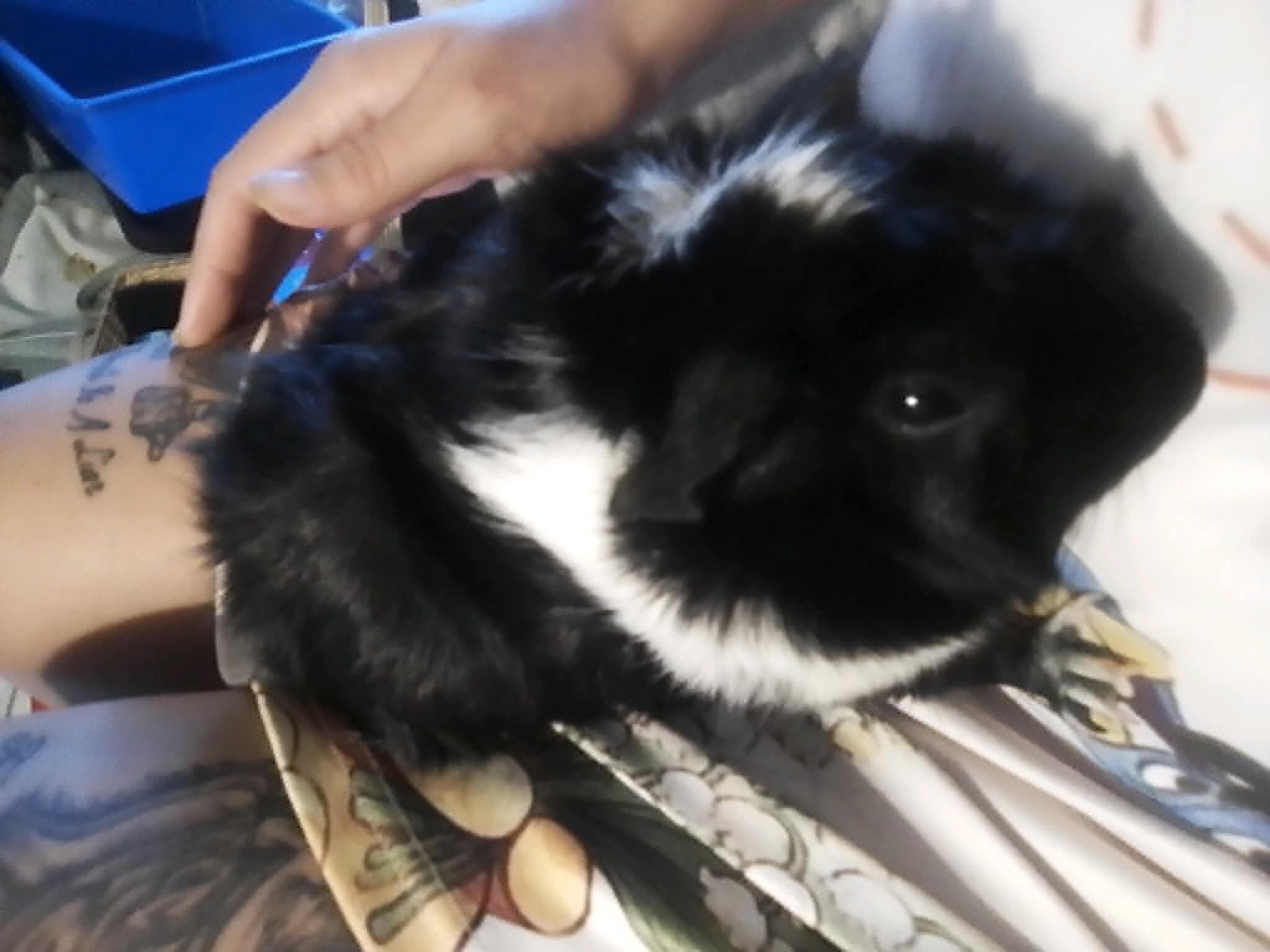Rehoming Guinea Pigs image 1