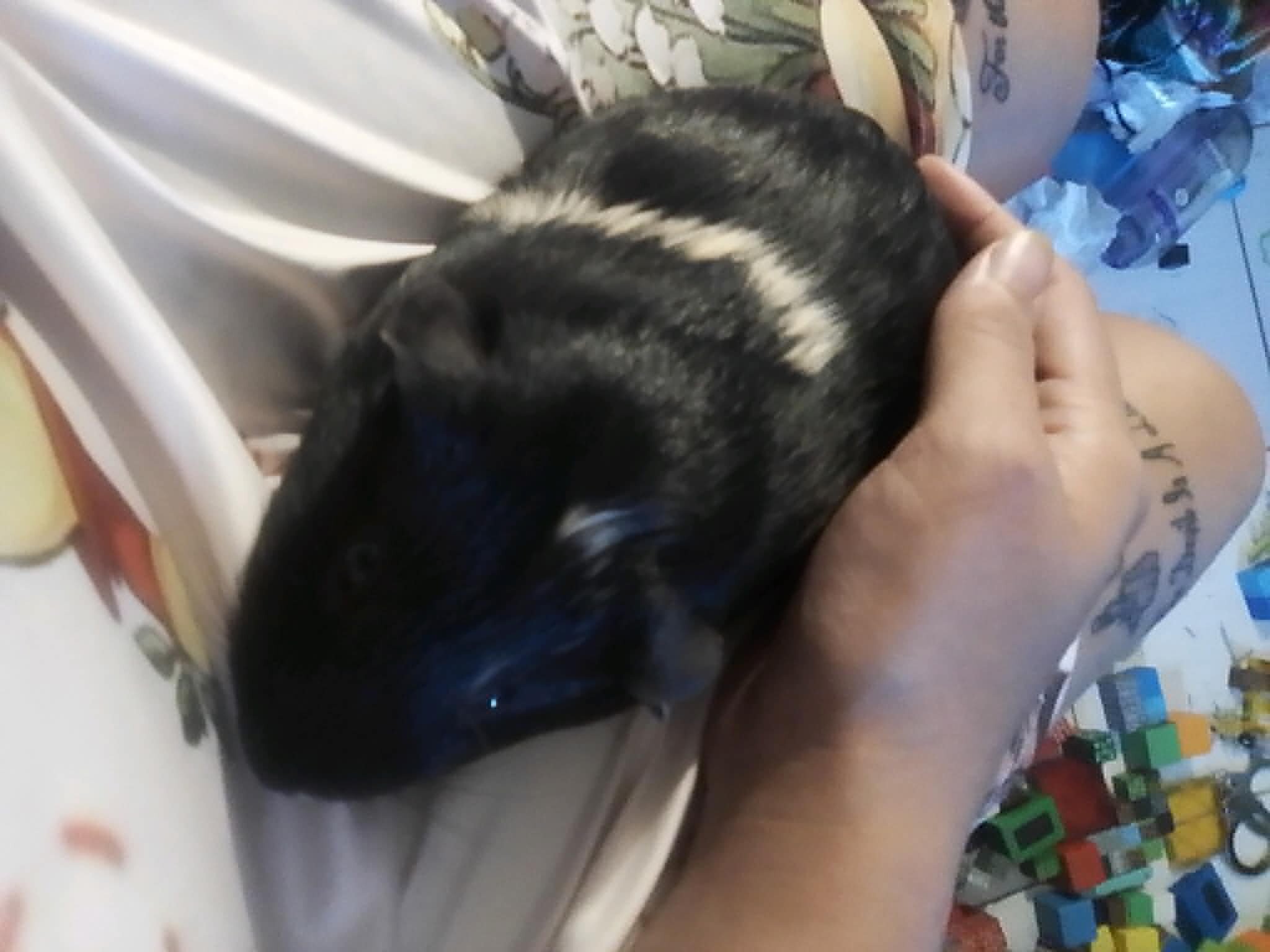 Rehoming Guinea Pigs image 3