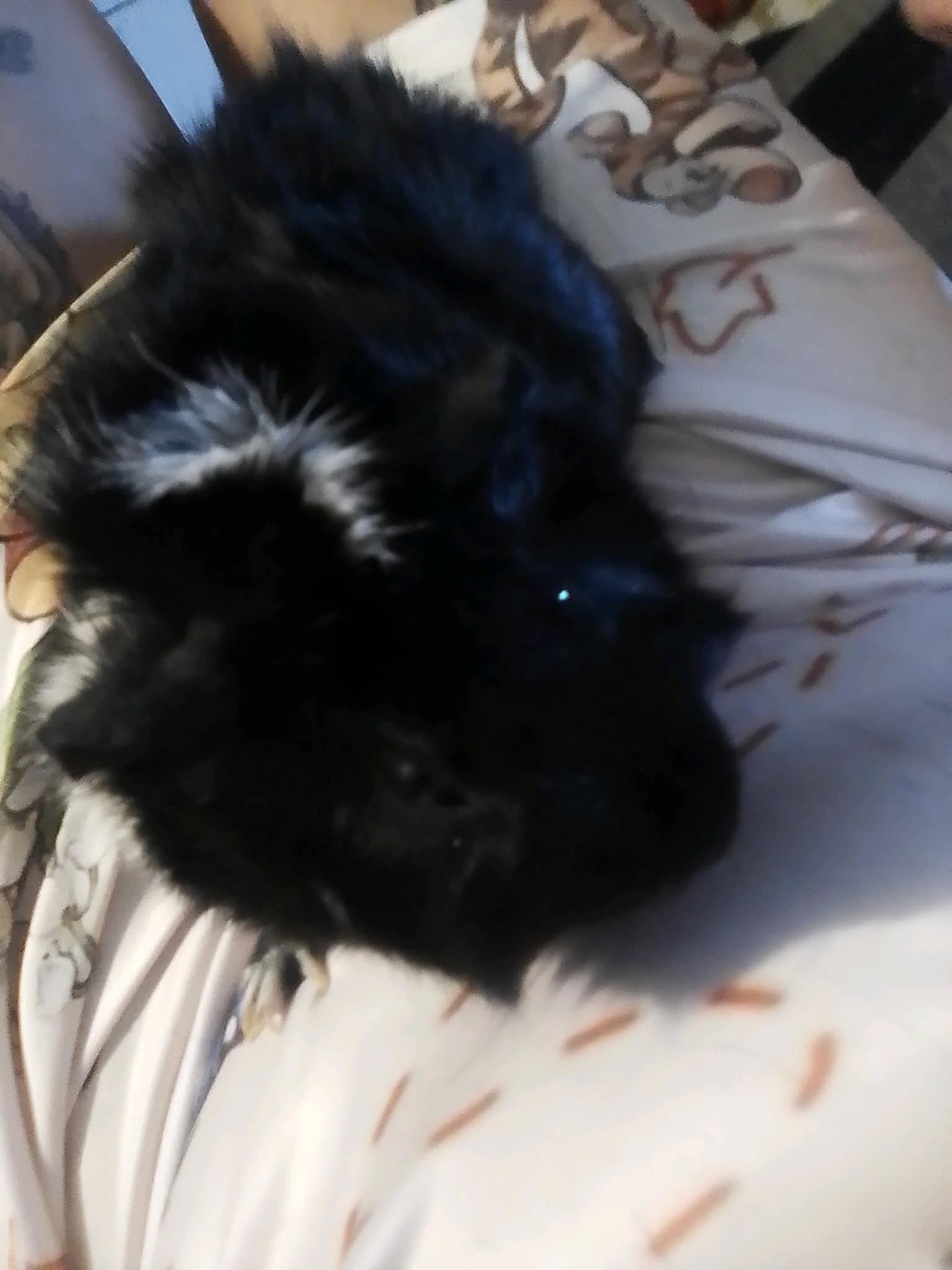 Rehoming Guinea Pigs image 4