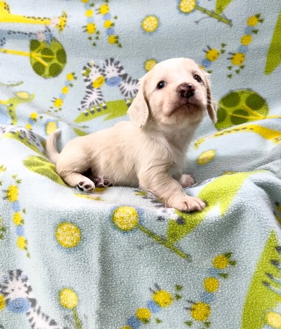 DACHSHUND PUPPIES image 3
