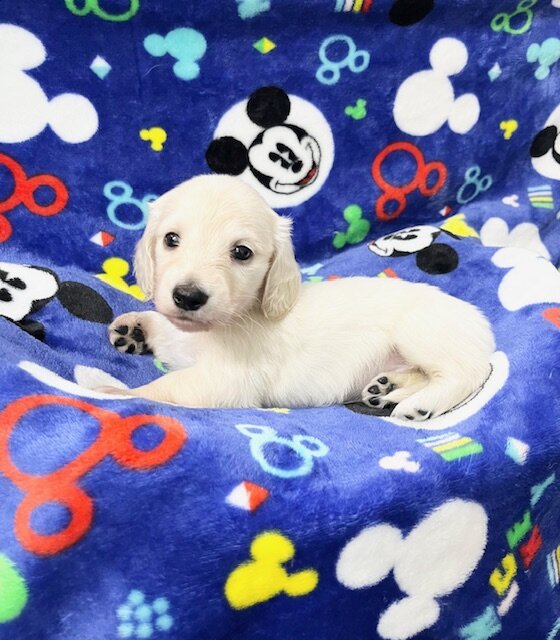 DACHSHUND PUPPIES image 4