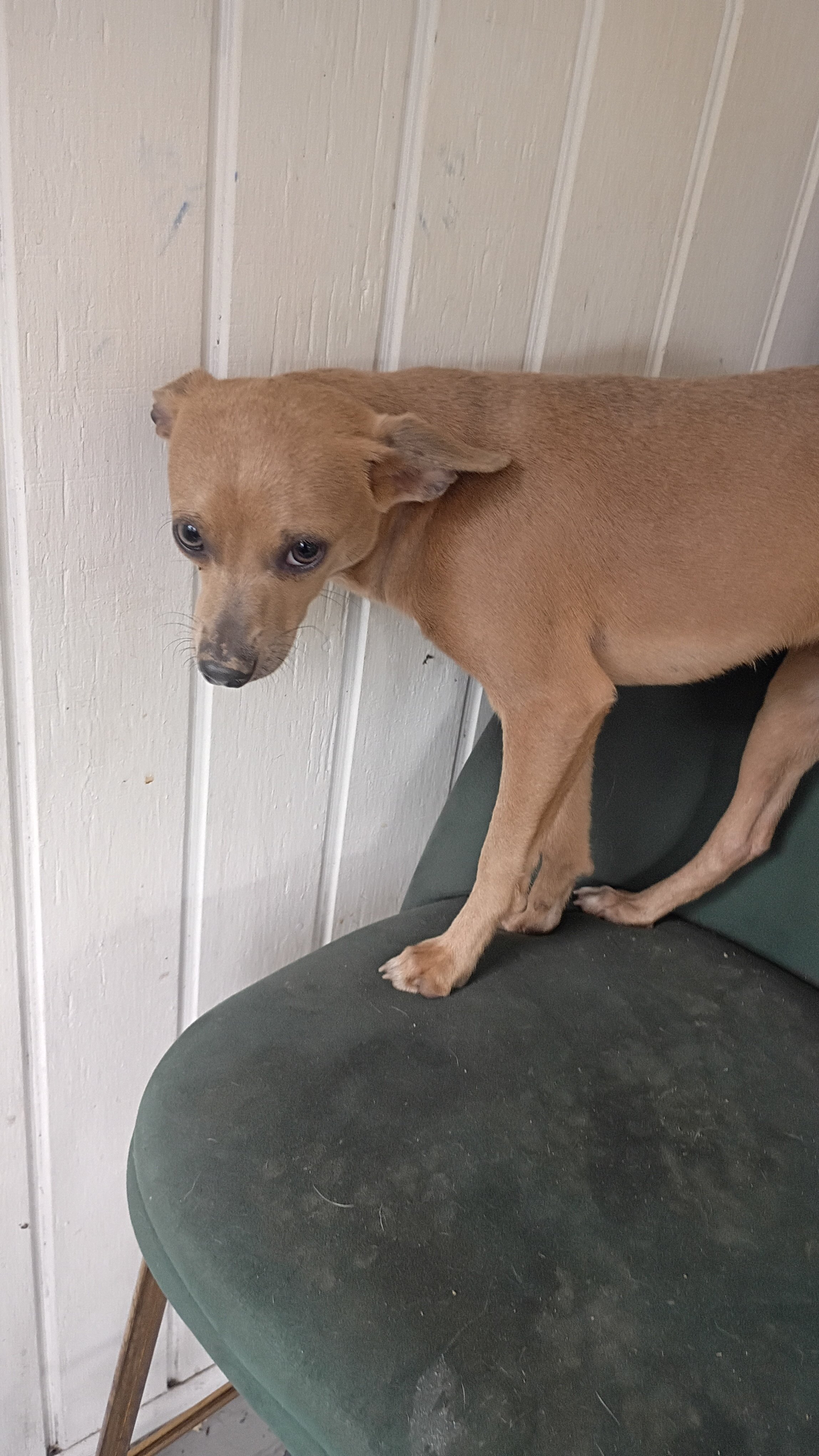 Chihuahua male pups looking for loving home image 8