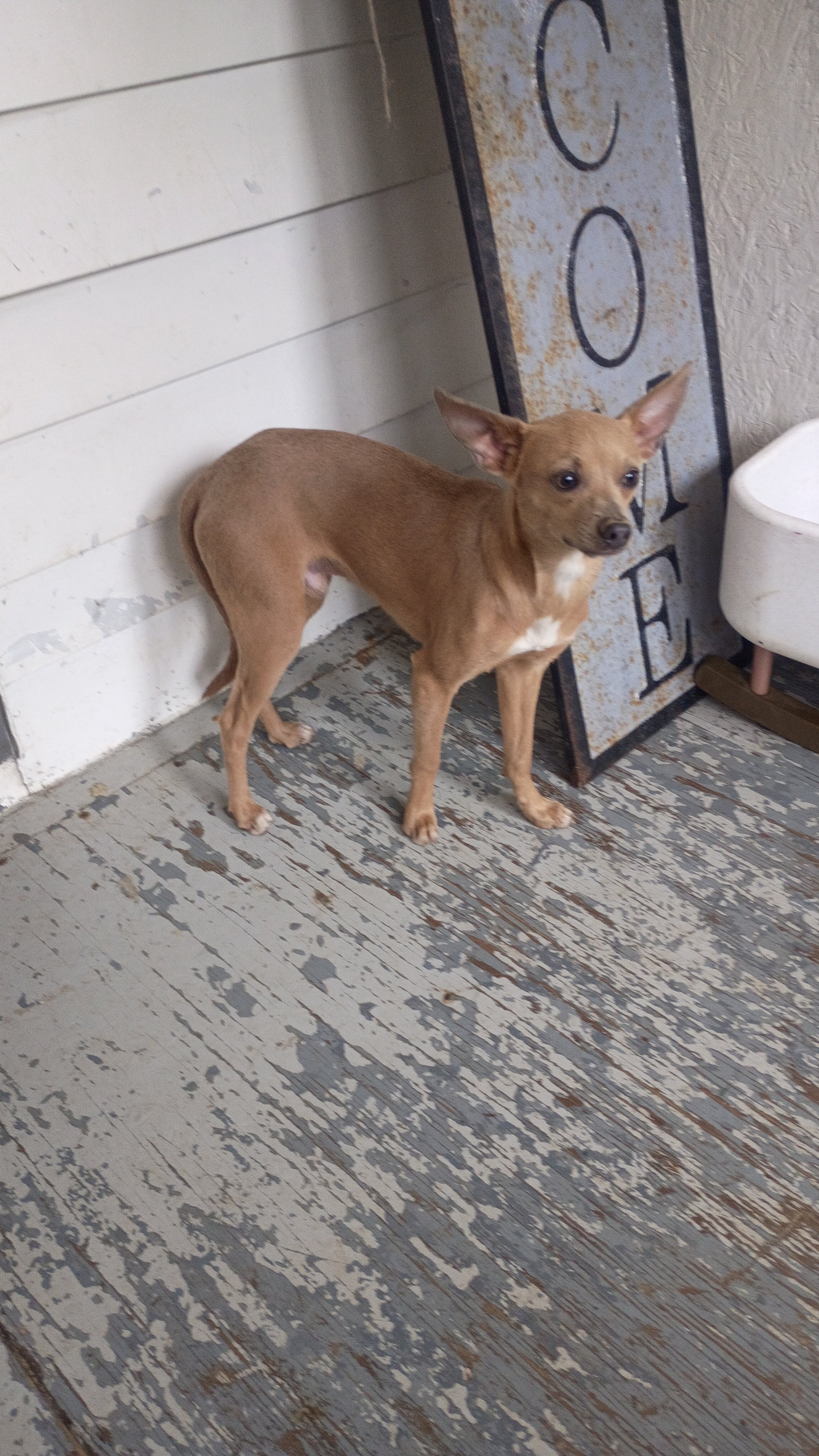 Chihuahua male pups looking for loving home image 1