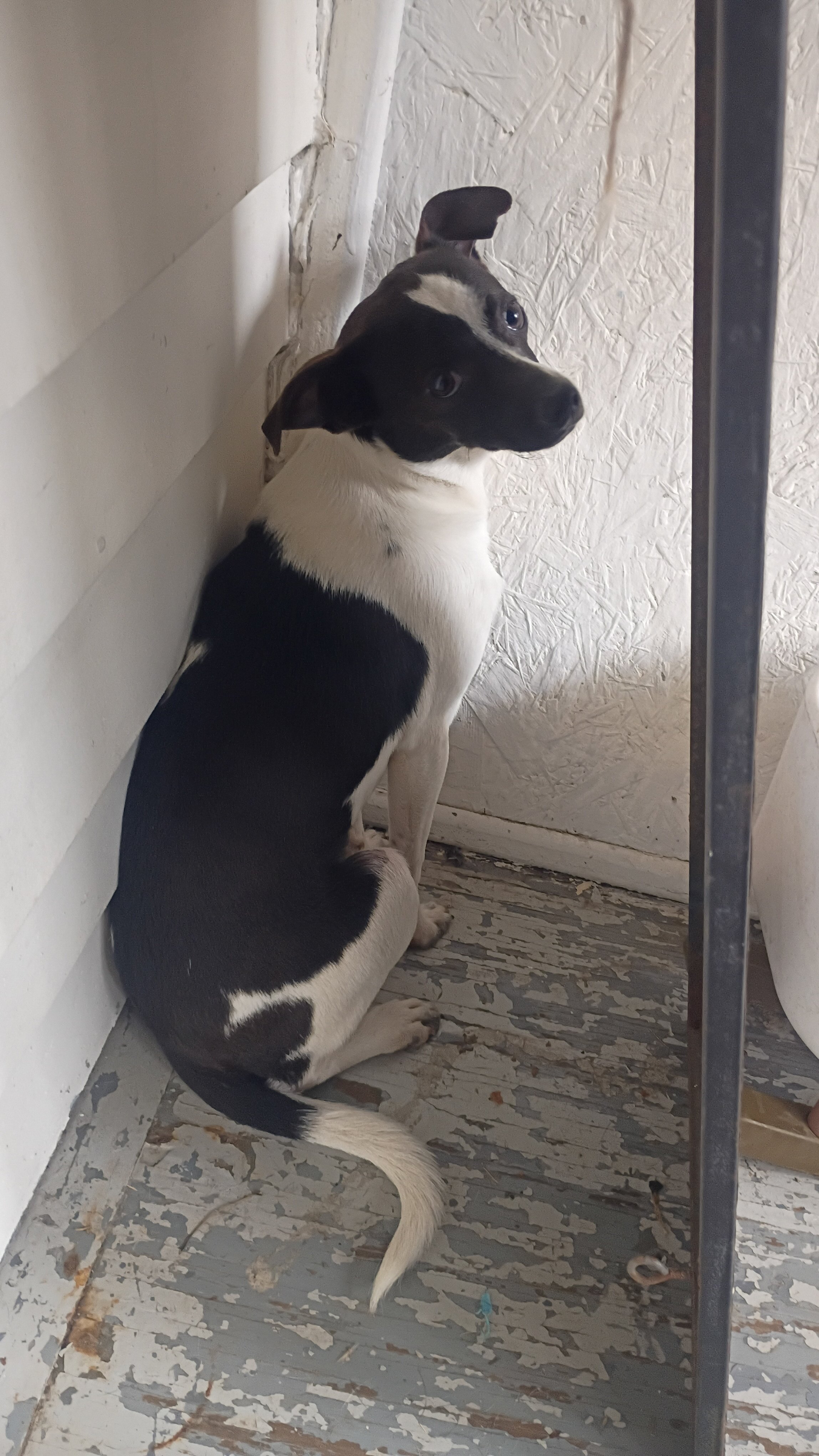 Chihuahua male pups looking for loving home image 5