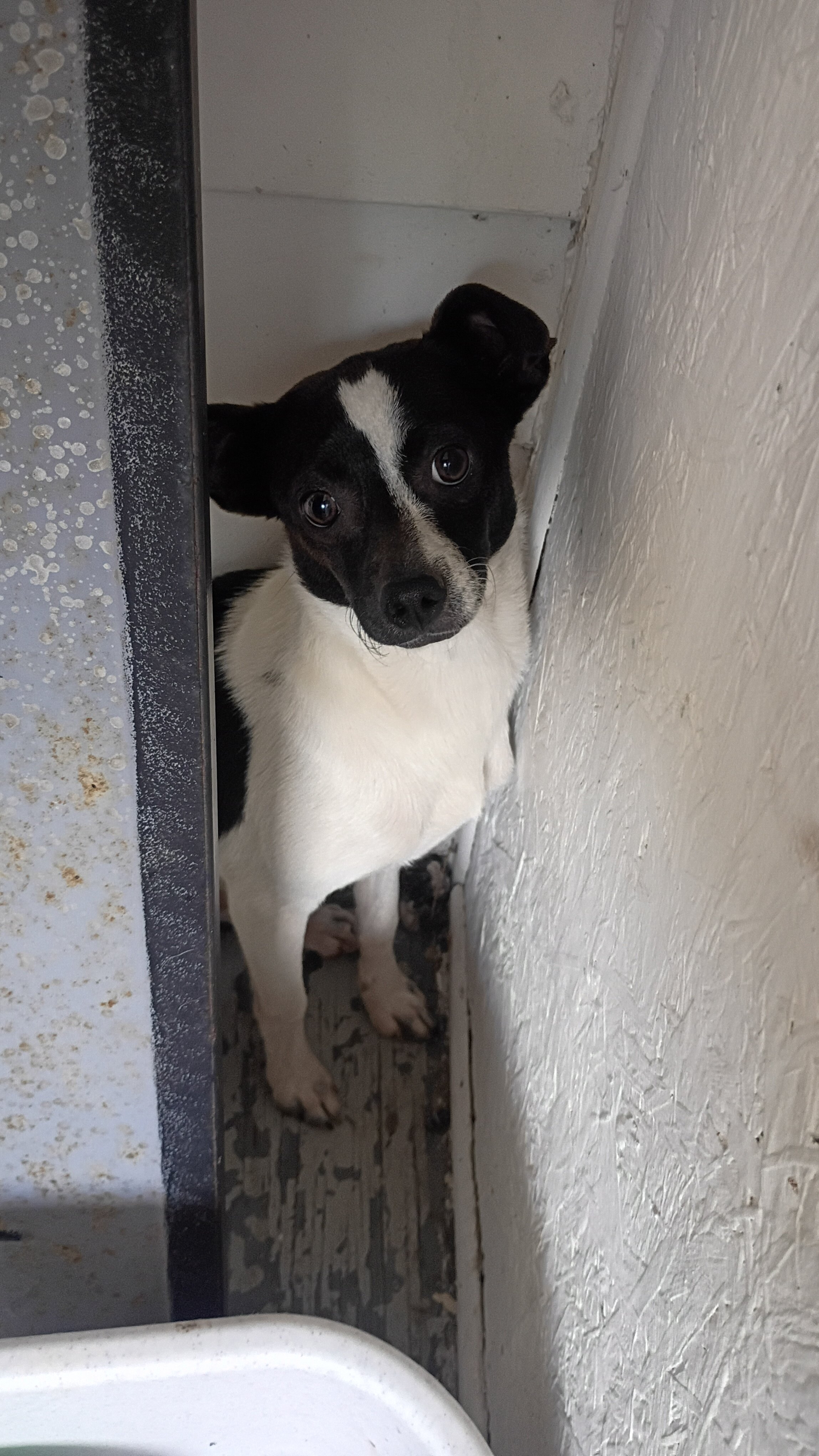 Chihuahua male pups looking for loving home image 6