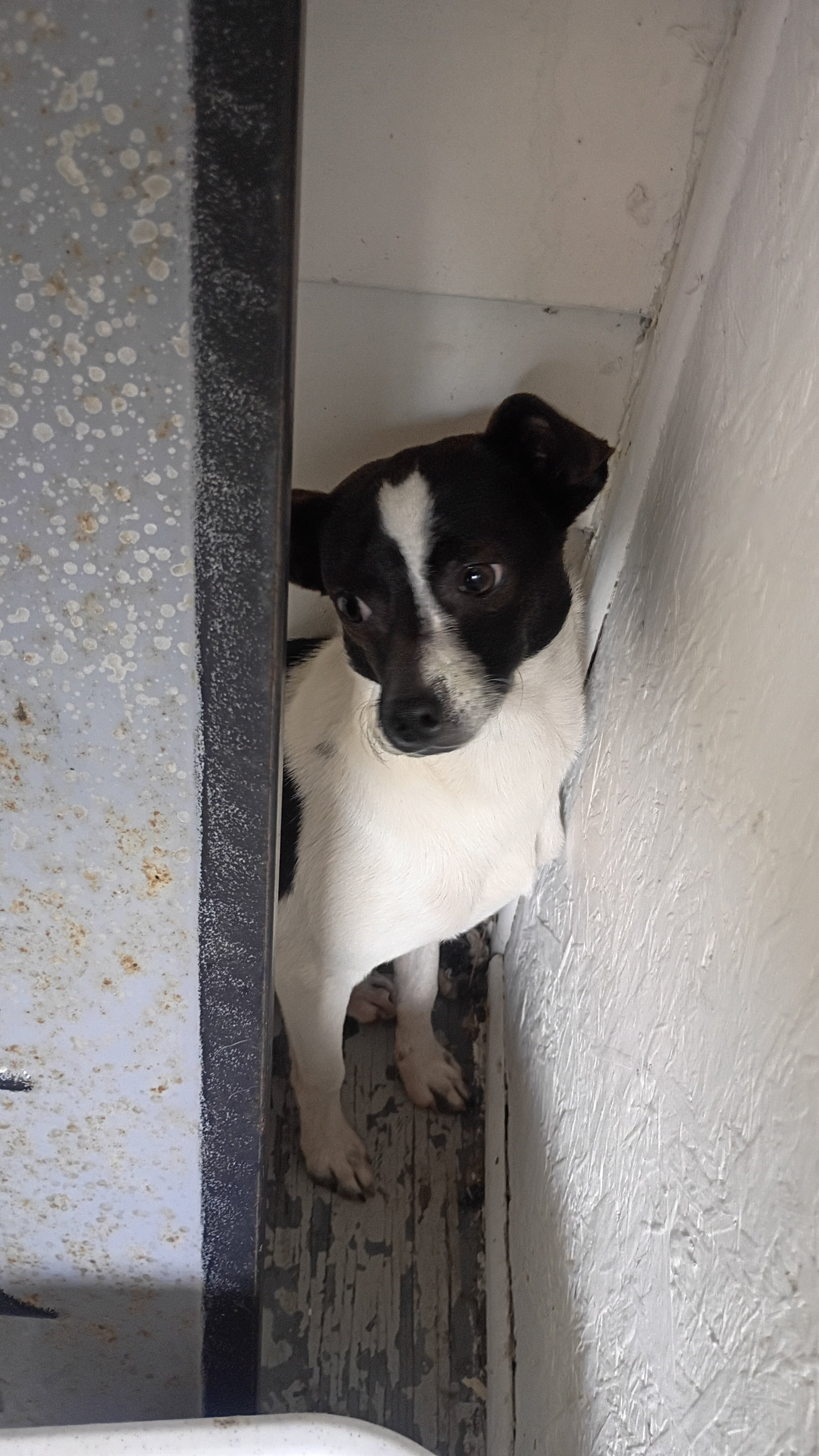 Chihuahua male pups looking for loving home image 7