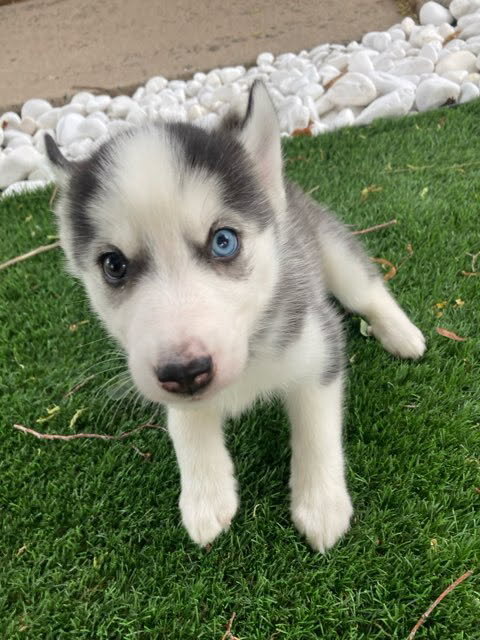 Super Adorable Husky Girl Puppies image 1