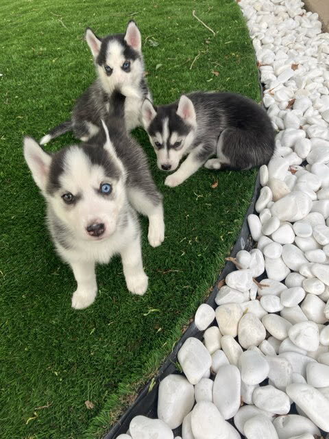 Super Adorable Husky Girl Puppies image 2