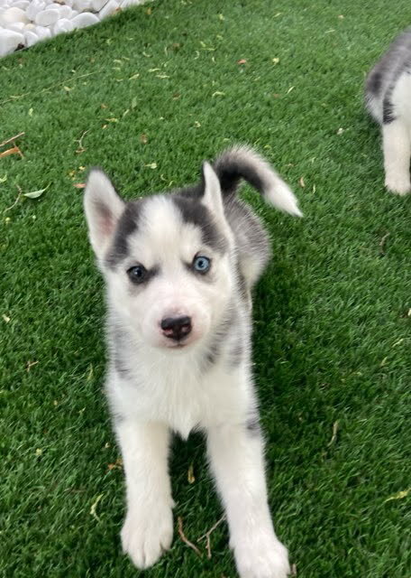 Super Adorable Husky Girl Puppies image 3
