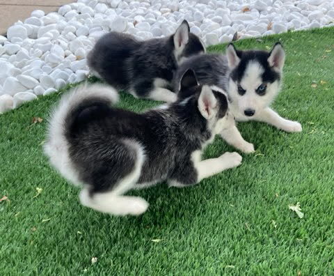 Super Adorable Husky Girl Puppies image 4
