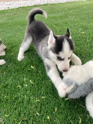Super Adorable Husky Girl Puppies image 5