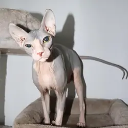 DON sphynx Aphrodite
