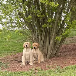 Labrador retriever puppies