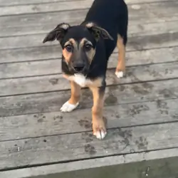 Shollie female