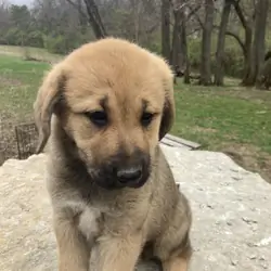 Anatolian Pyrenees LGD
