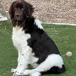 AKC Newfoundland Male Puppy