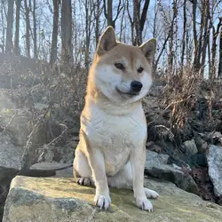 SHIBA ADULT