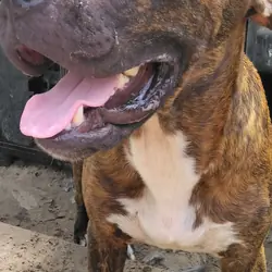 Puppy girl 6 months old